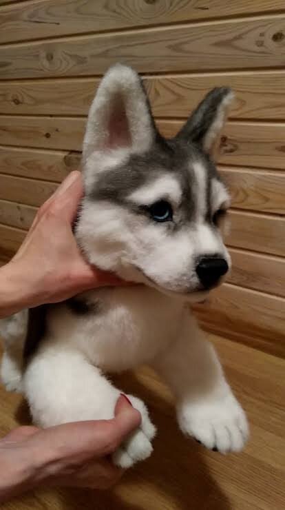 Adorable Siberian husky  Puppies for sale image 2