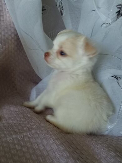 Chihuahua puppies for adoption image 5