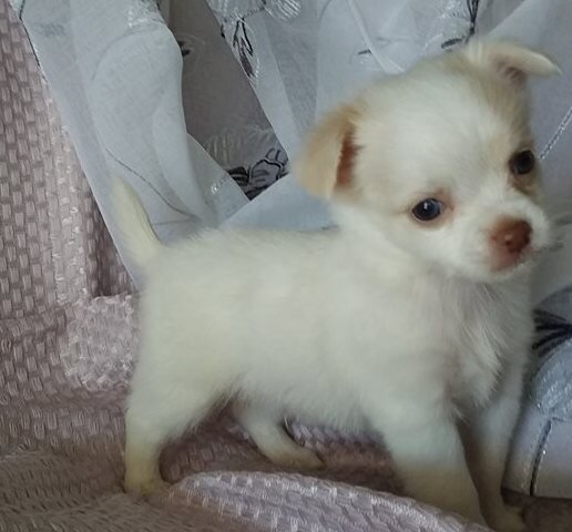 Chihuahua puppies for adoption image 4