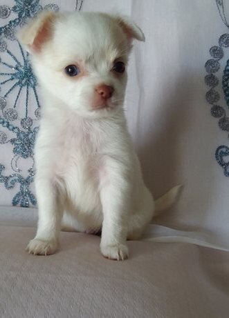Chihuahua puppies for adoption image 3