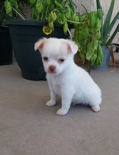 Chihuahua puppies for adoption image 2