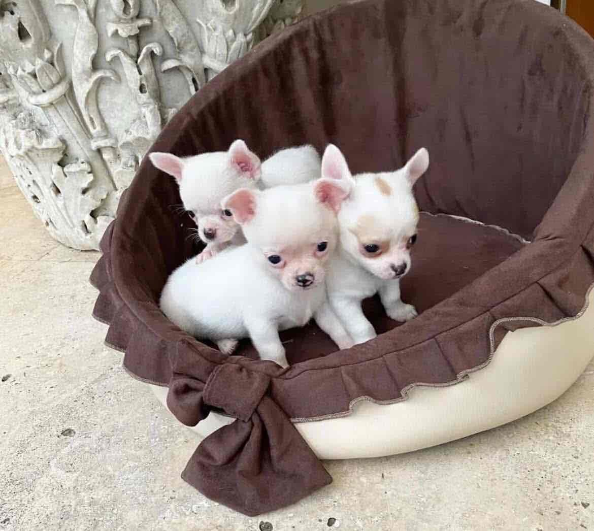 Chihuahua puppies for adoption image 1
