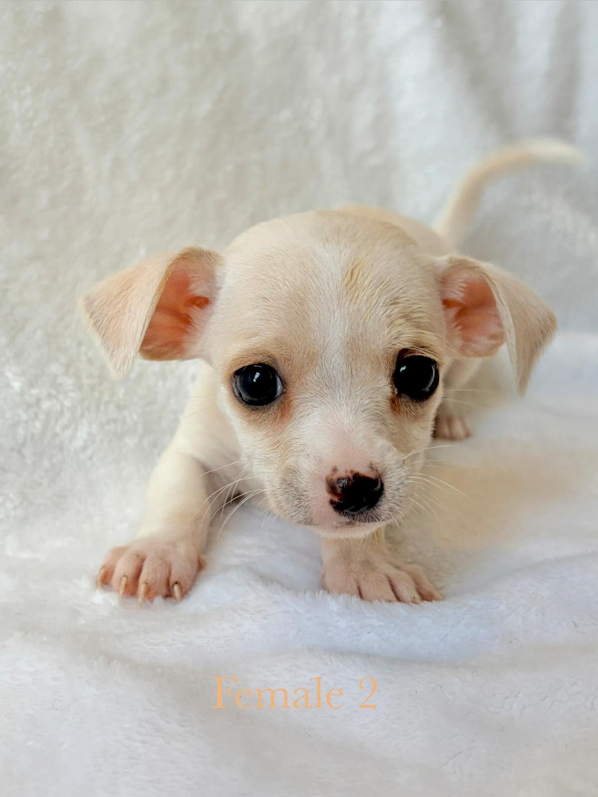 5 puppy chihuahuas image 3