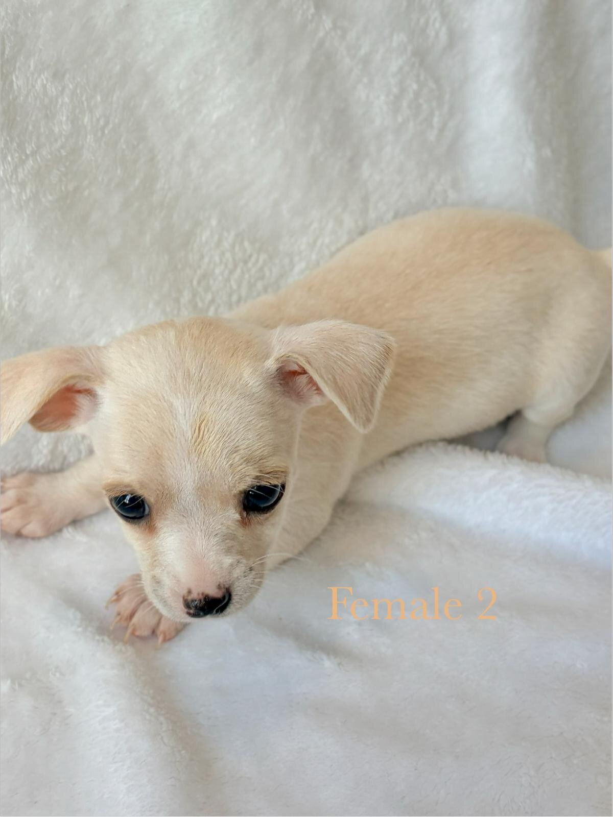 5 puppy chihuahuas image 4