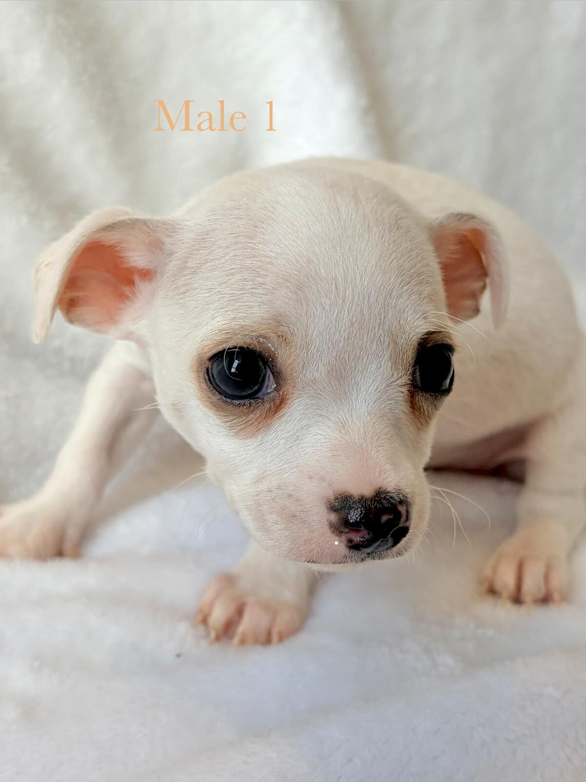 5 puppy chihuahuas image 5