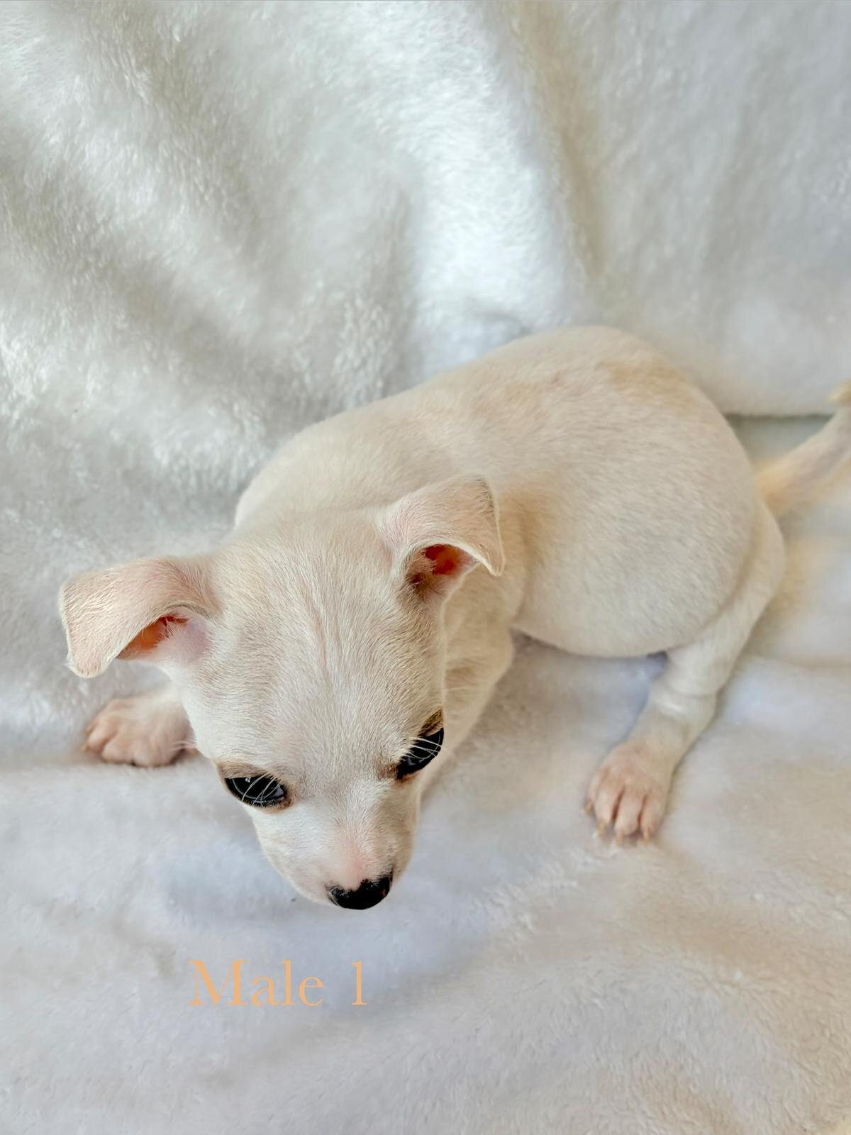 5 puppy chihuahuas image 6