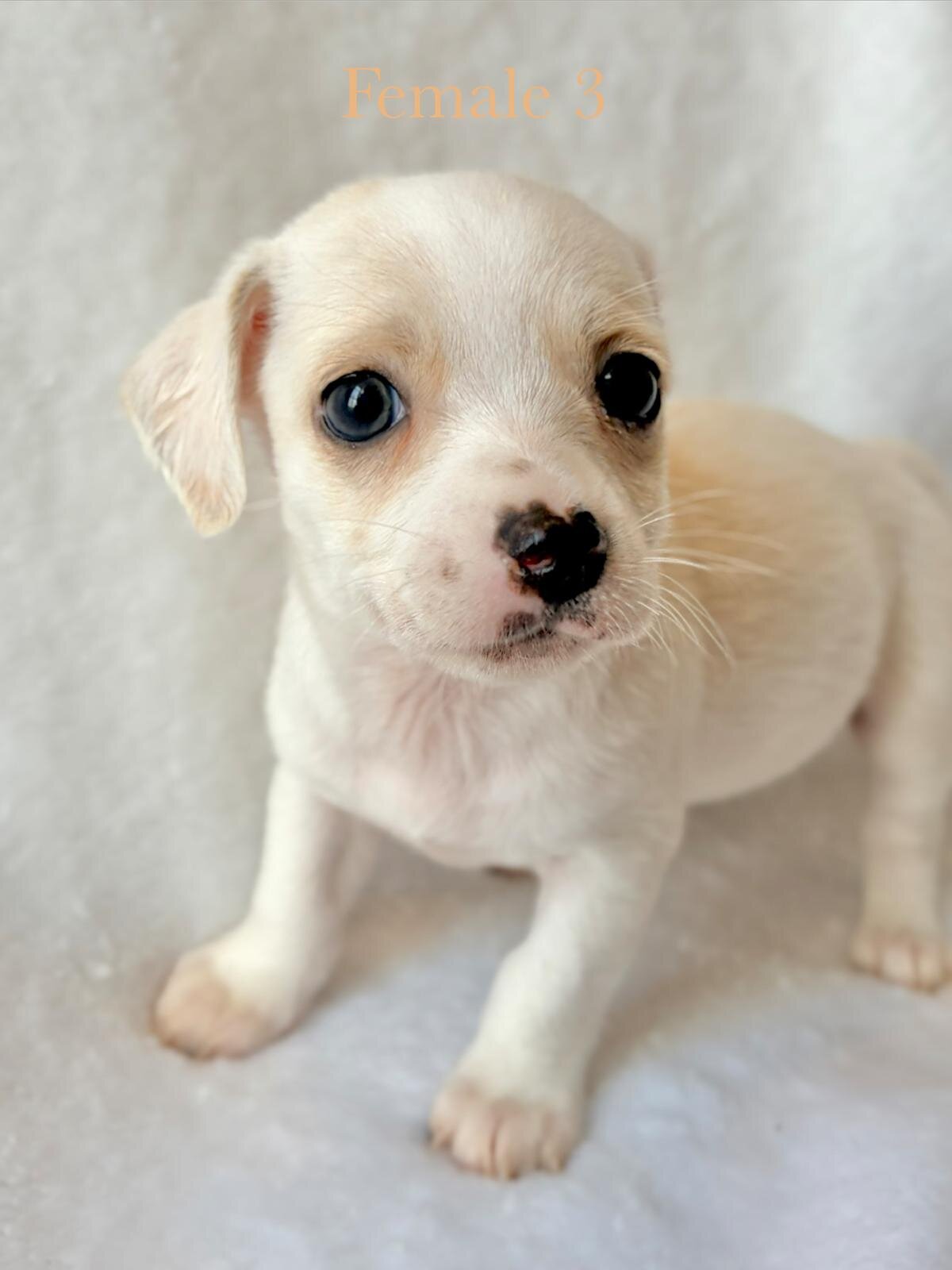 5 puppy chihuahuas image 7
