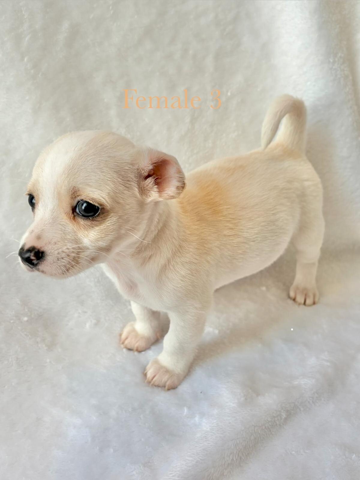 5 puppy chihuahuas image 8