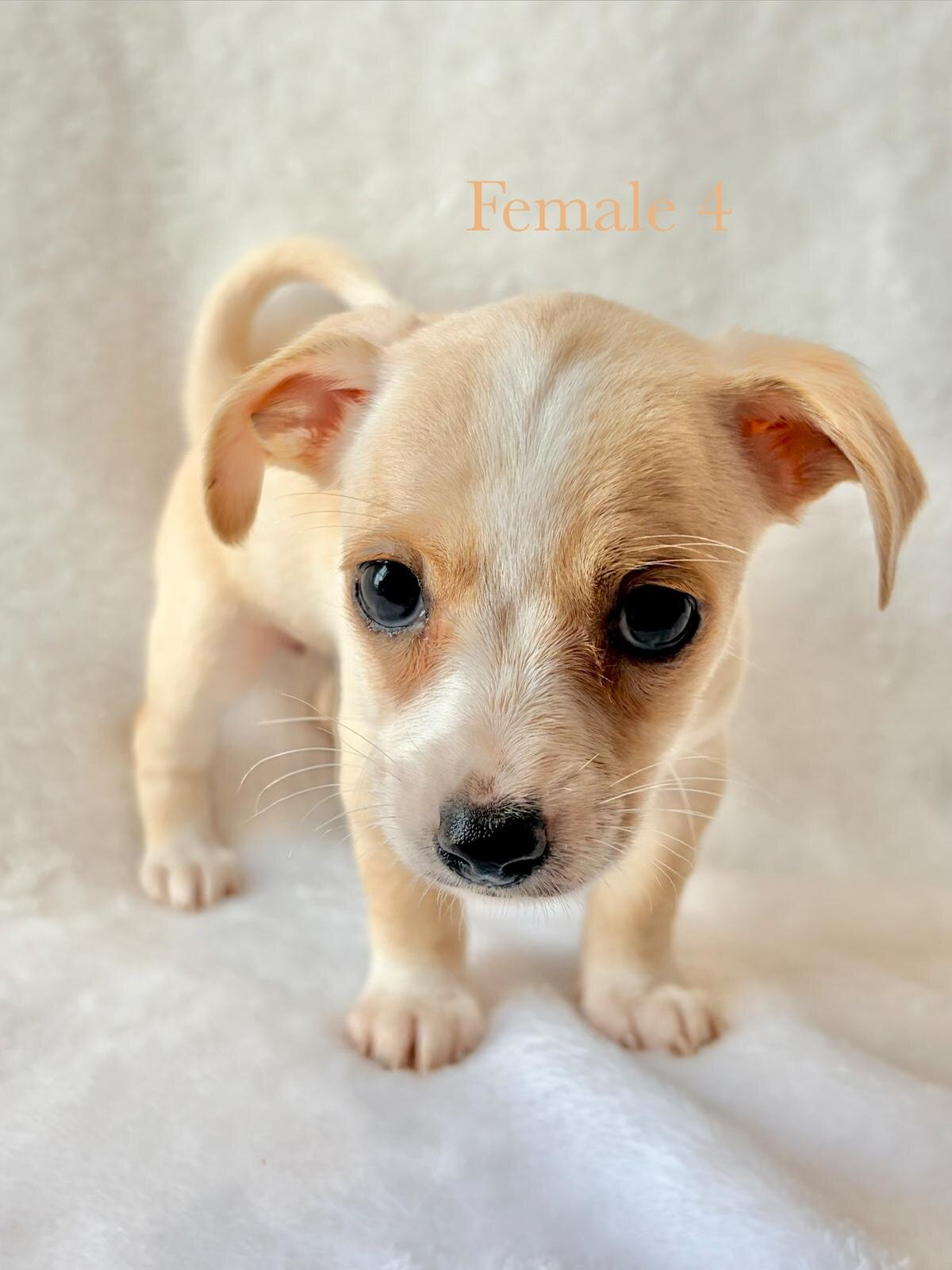 5 puppy chihuahuas image 9
