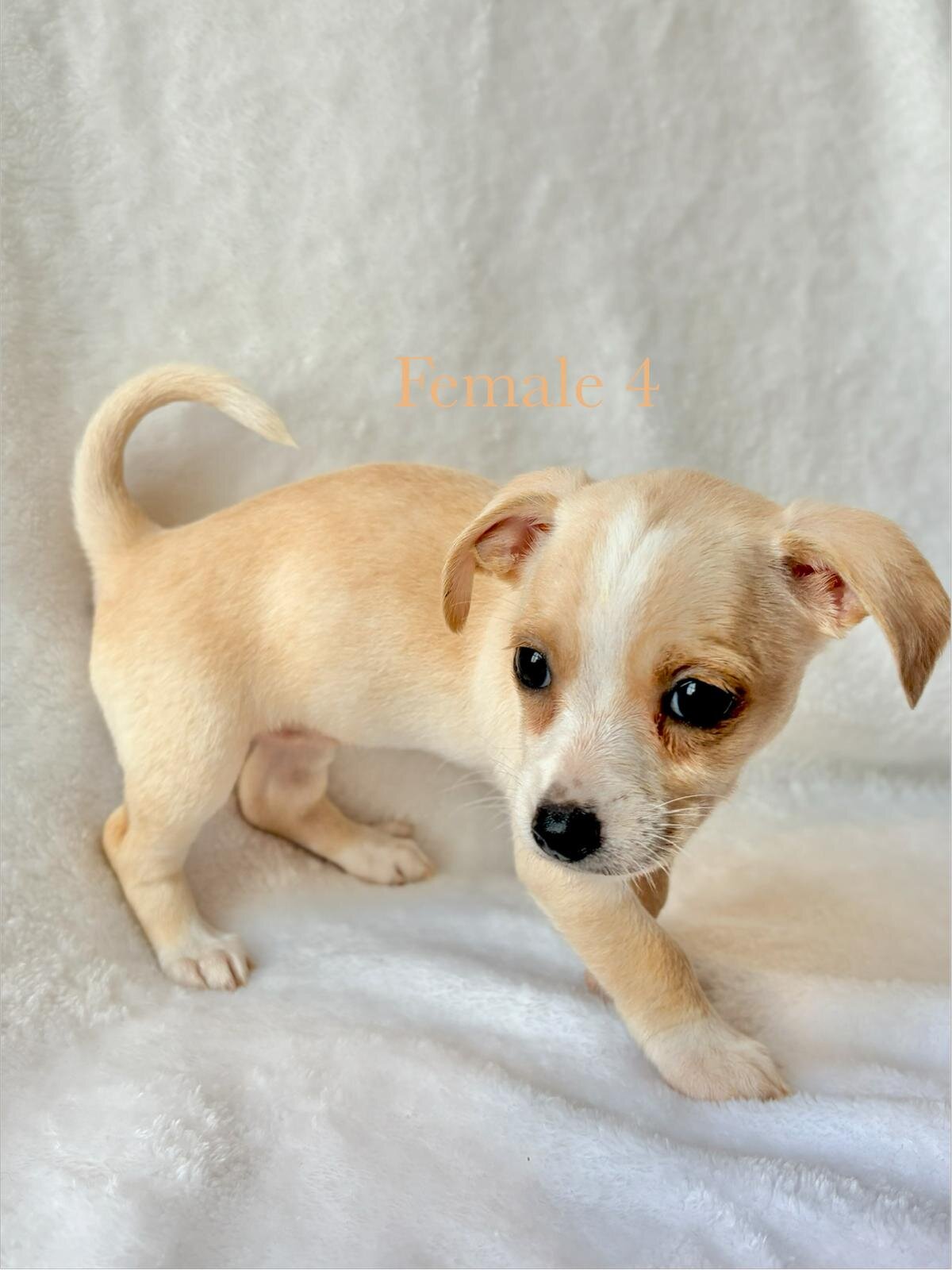 5 puppy chihuahuas image 10