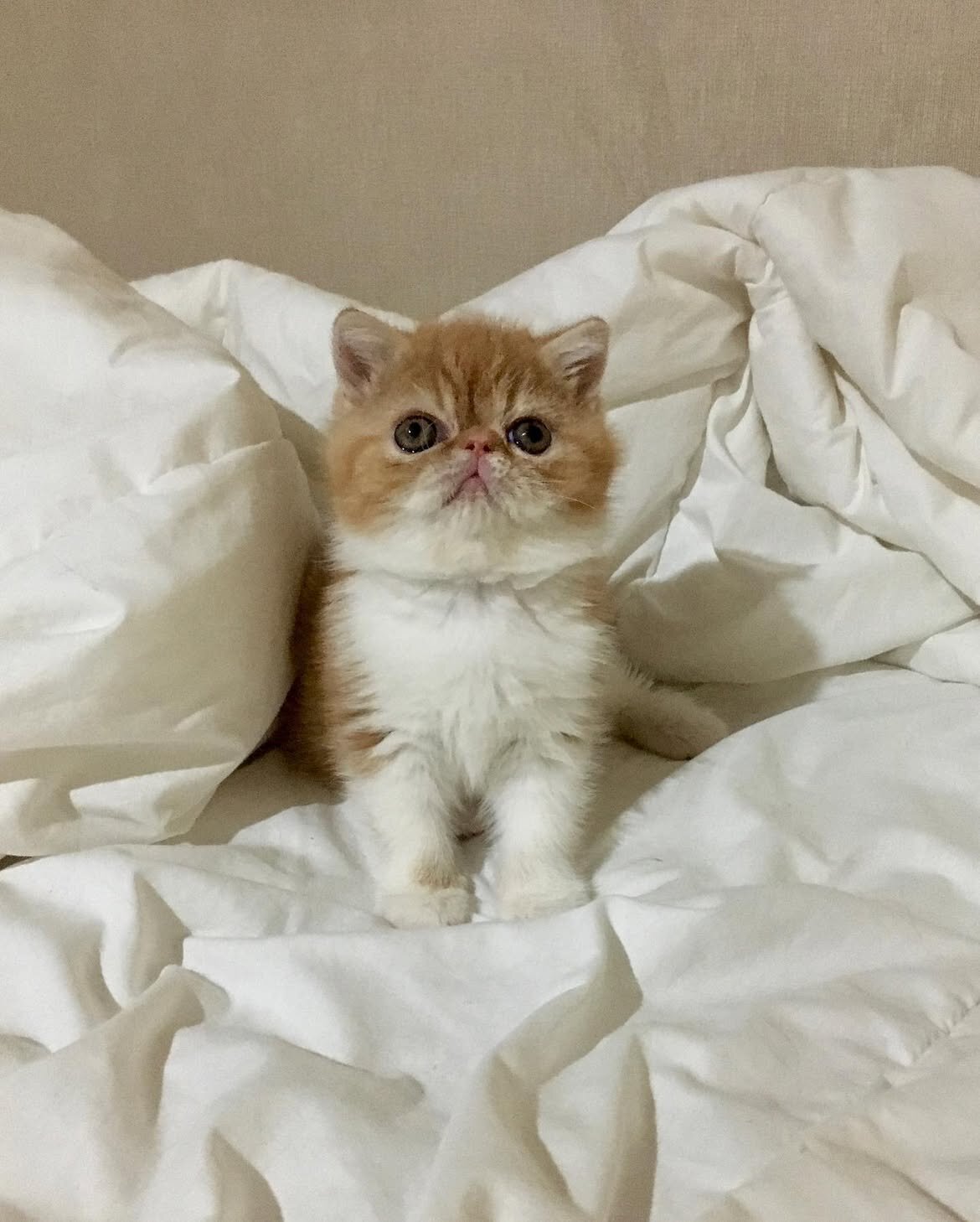 British Shorthair image 2