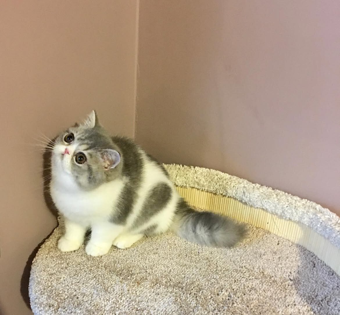 British Shorthair image 1