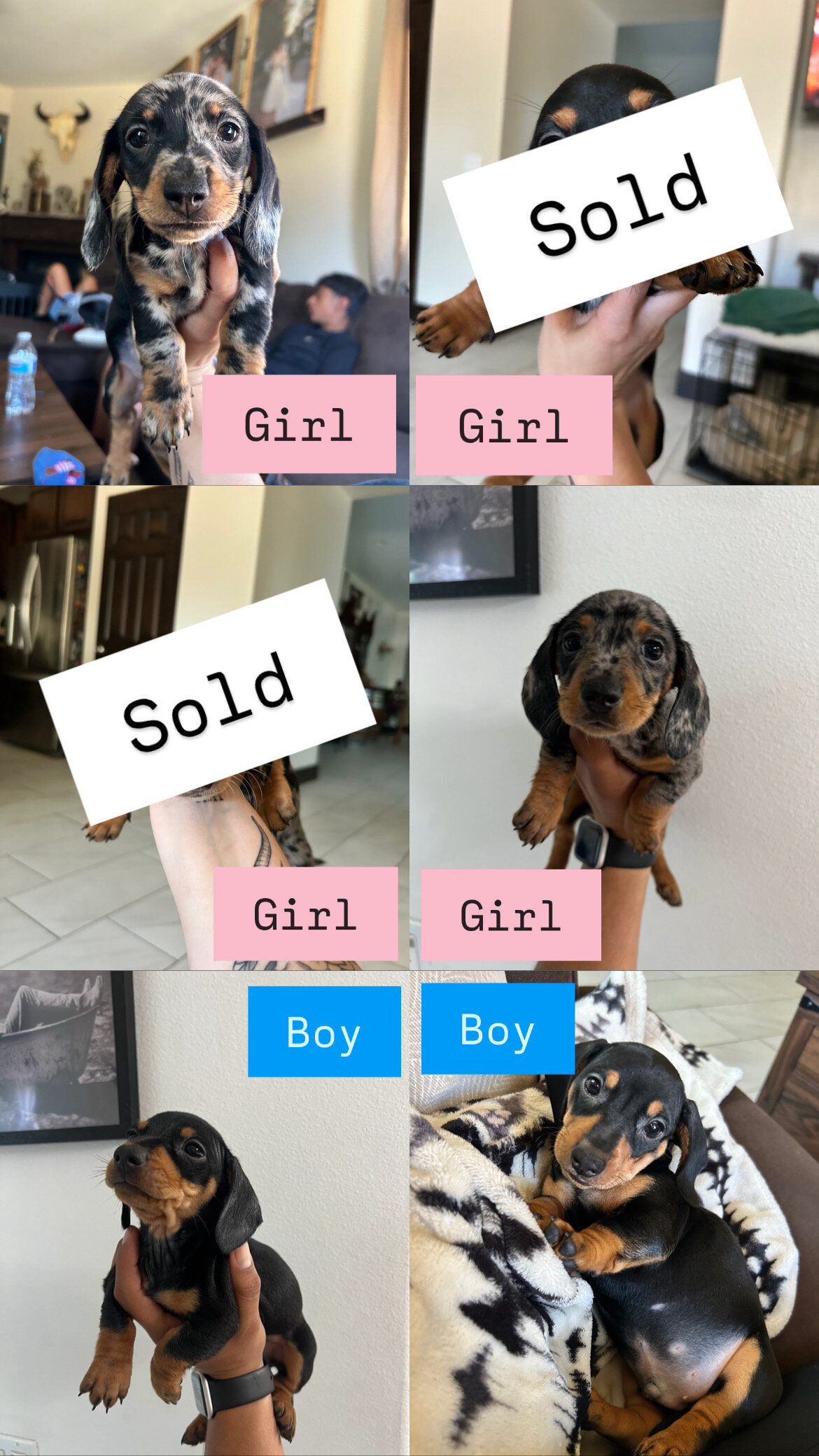 Mini dachshund image 10