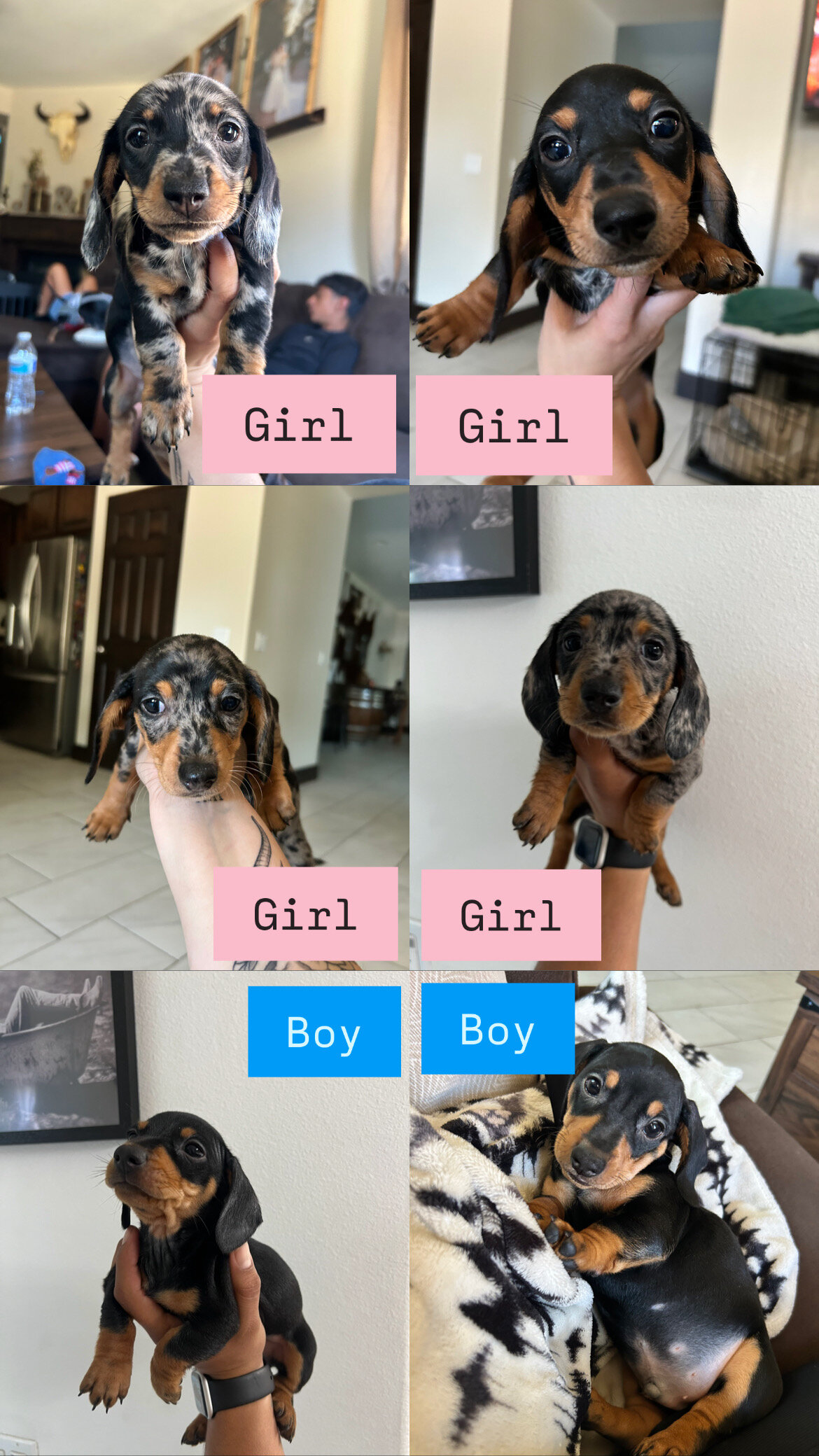 Mini dachshund image 1