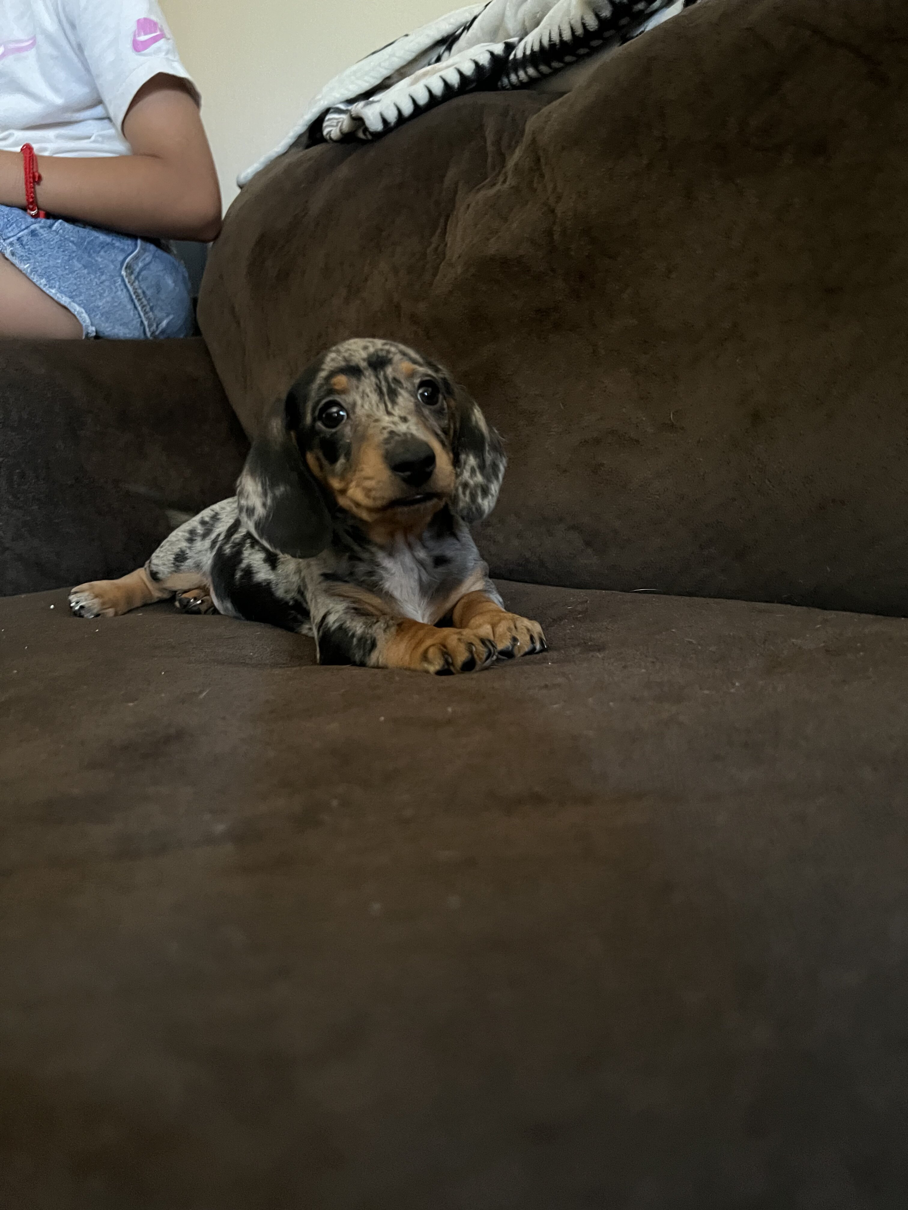 Mini dachshund image 9
