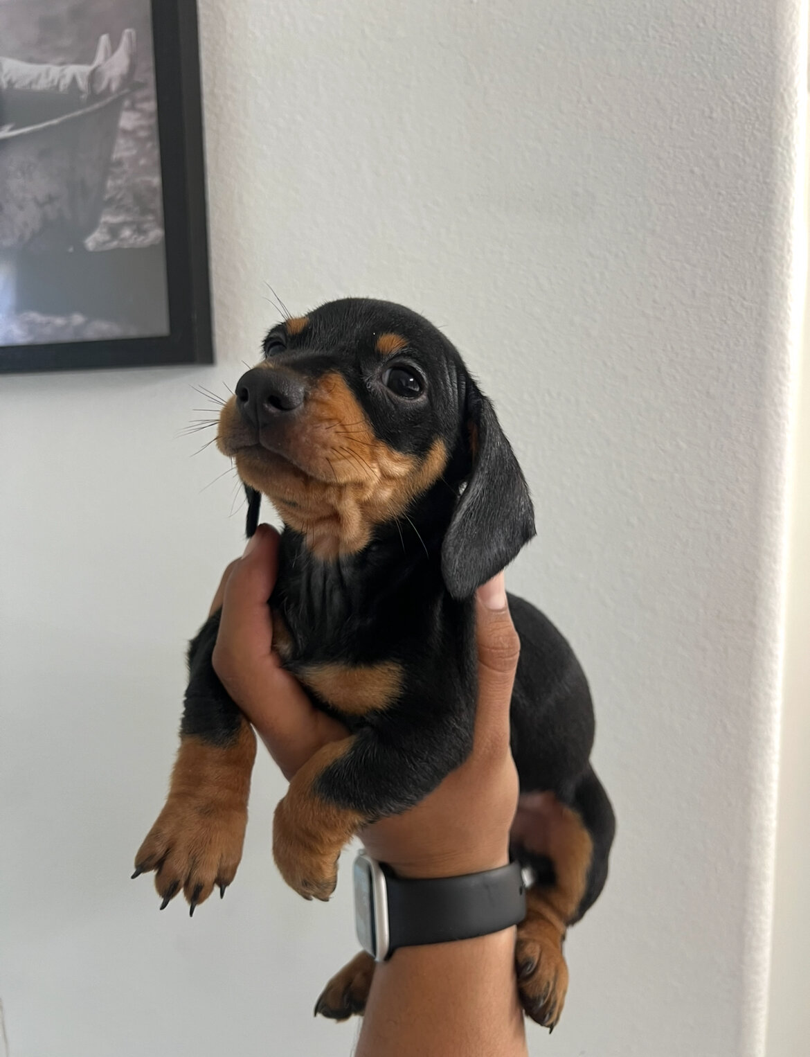 Mini dachshund image 2