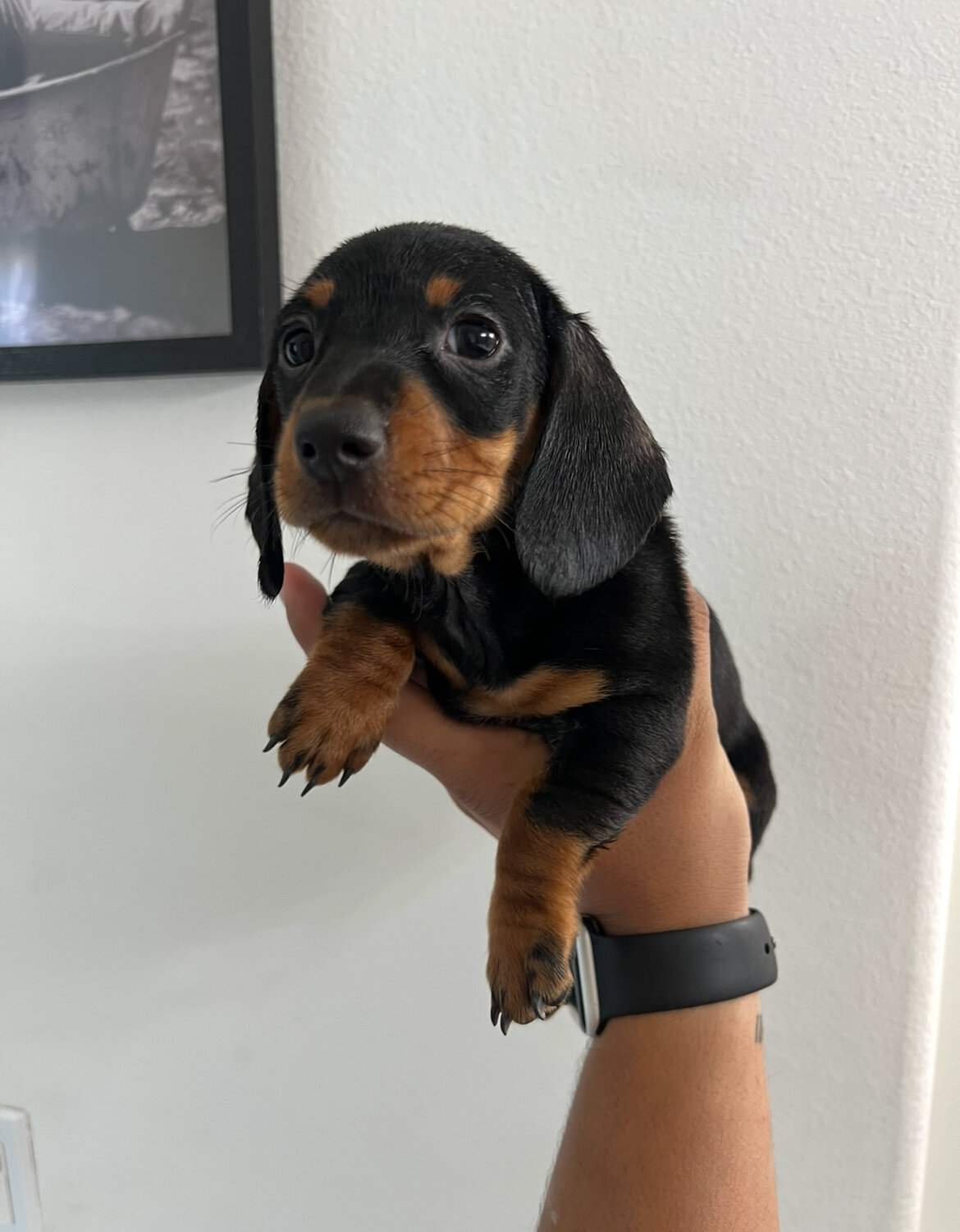 Mini dachshund image 5