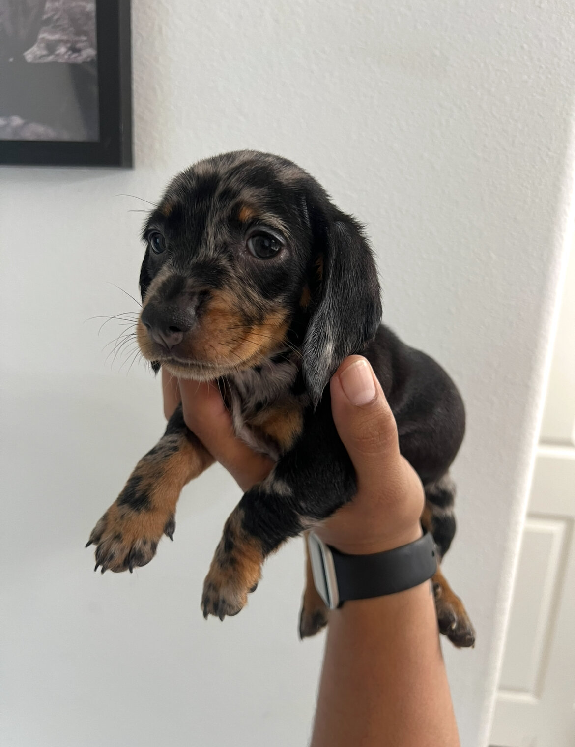 Mini dachshund image 3