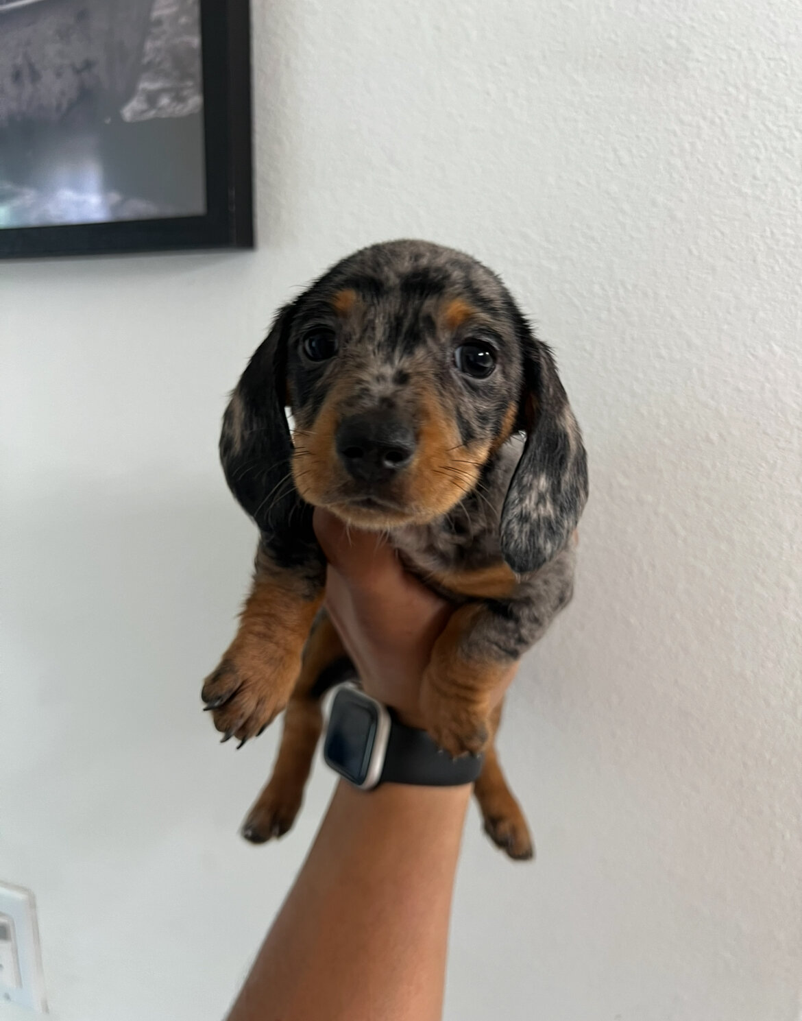Mini dachshund image 4