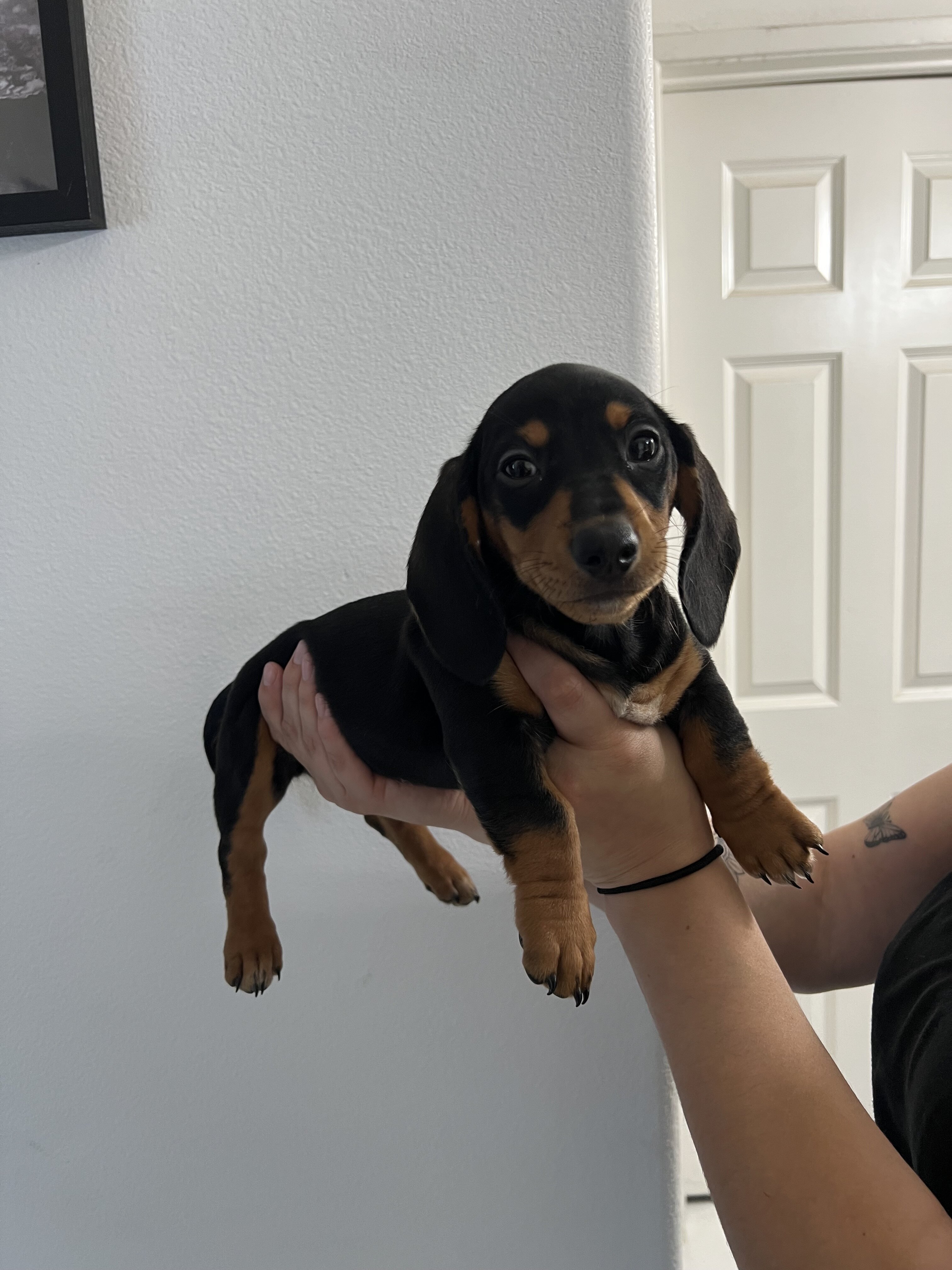 Mini dachshund image 6