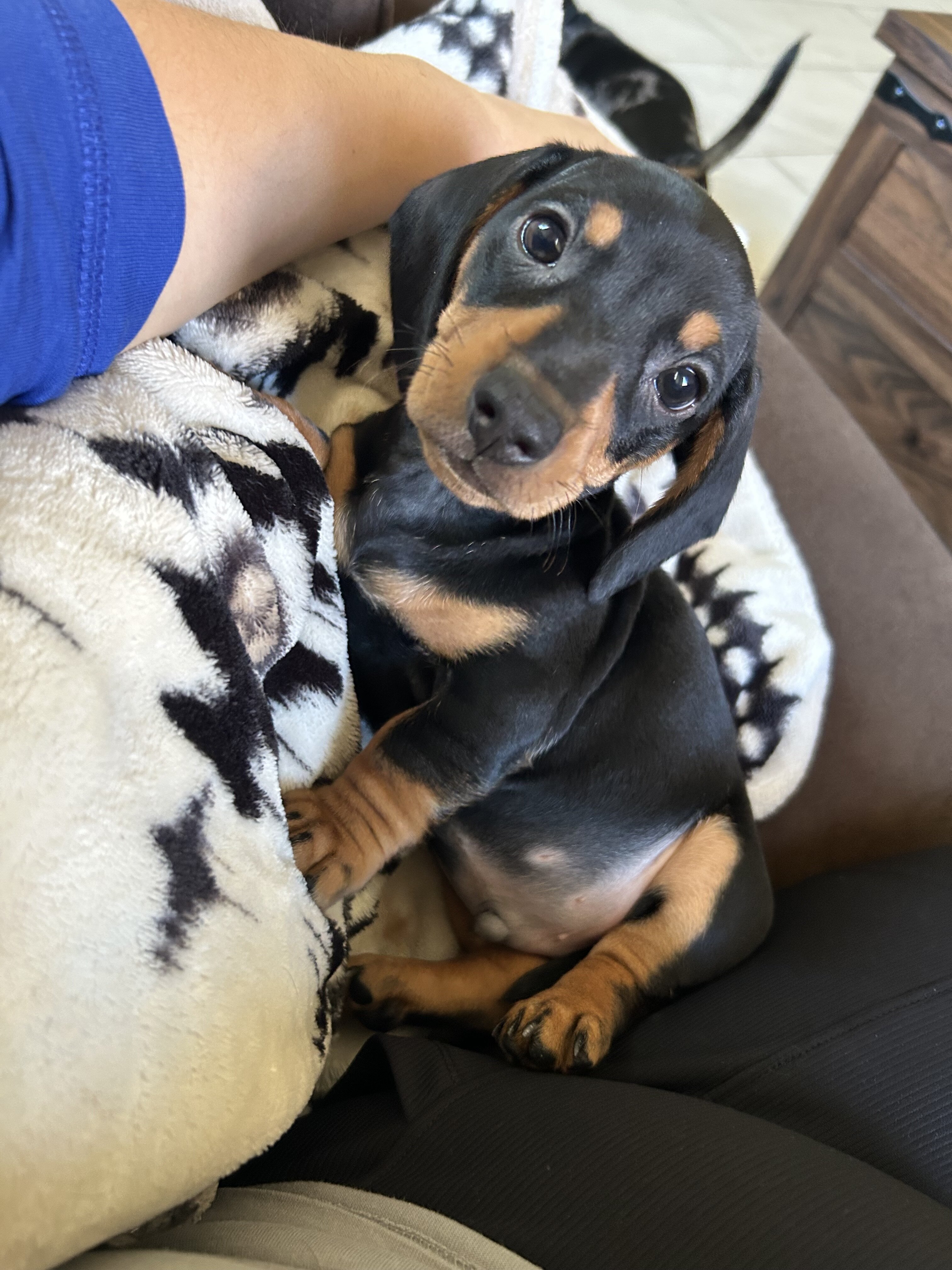 Mini dachshund image 8
