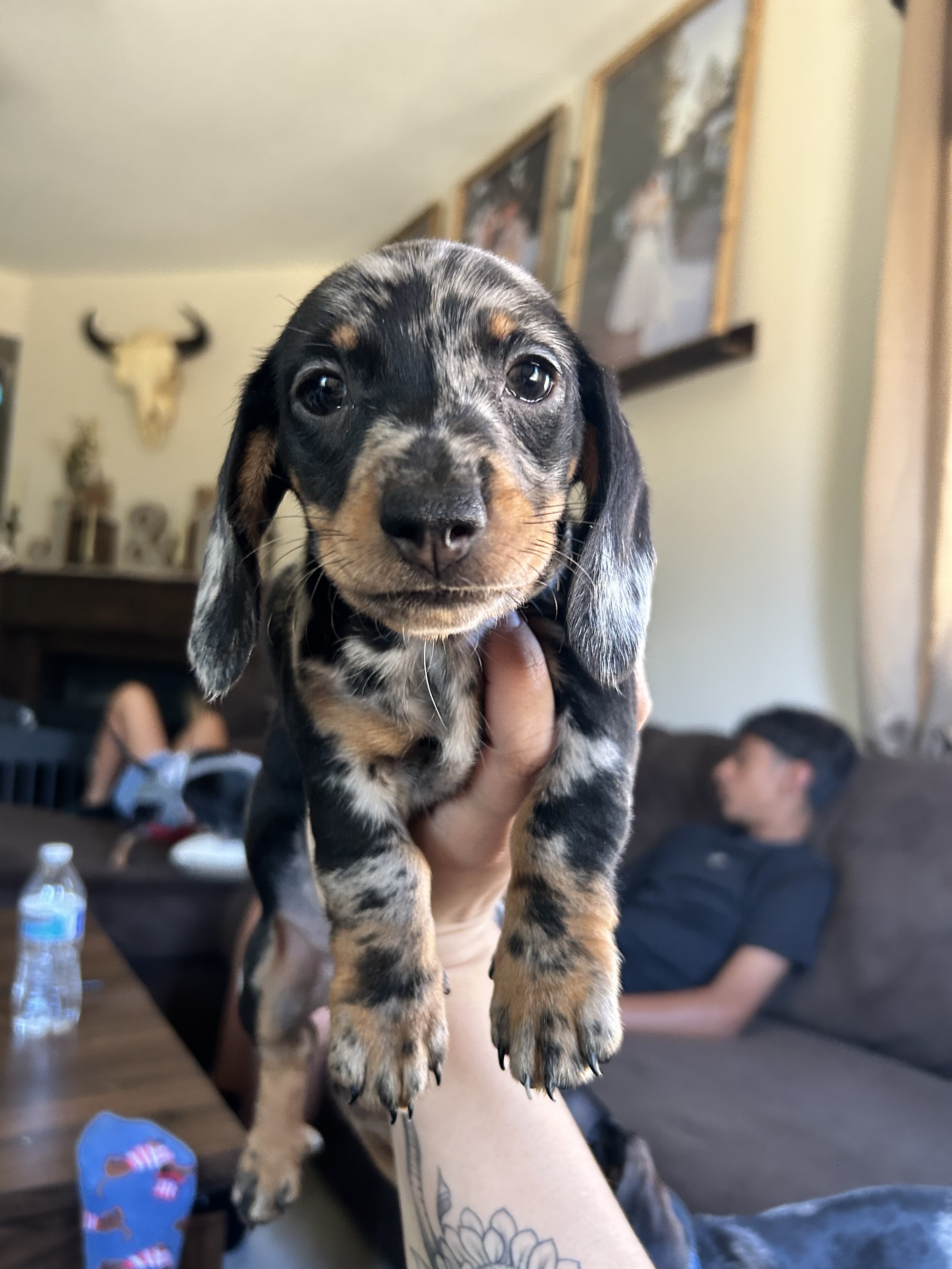 Mini dachshund image 7