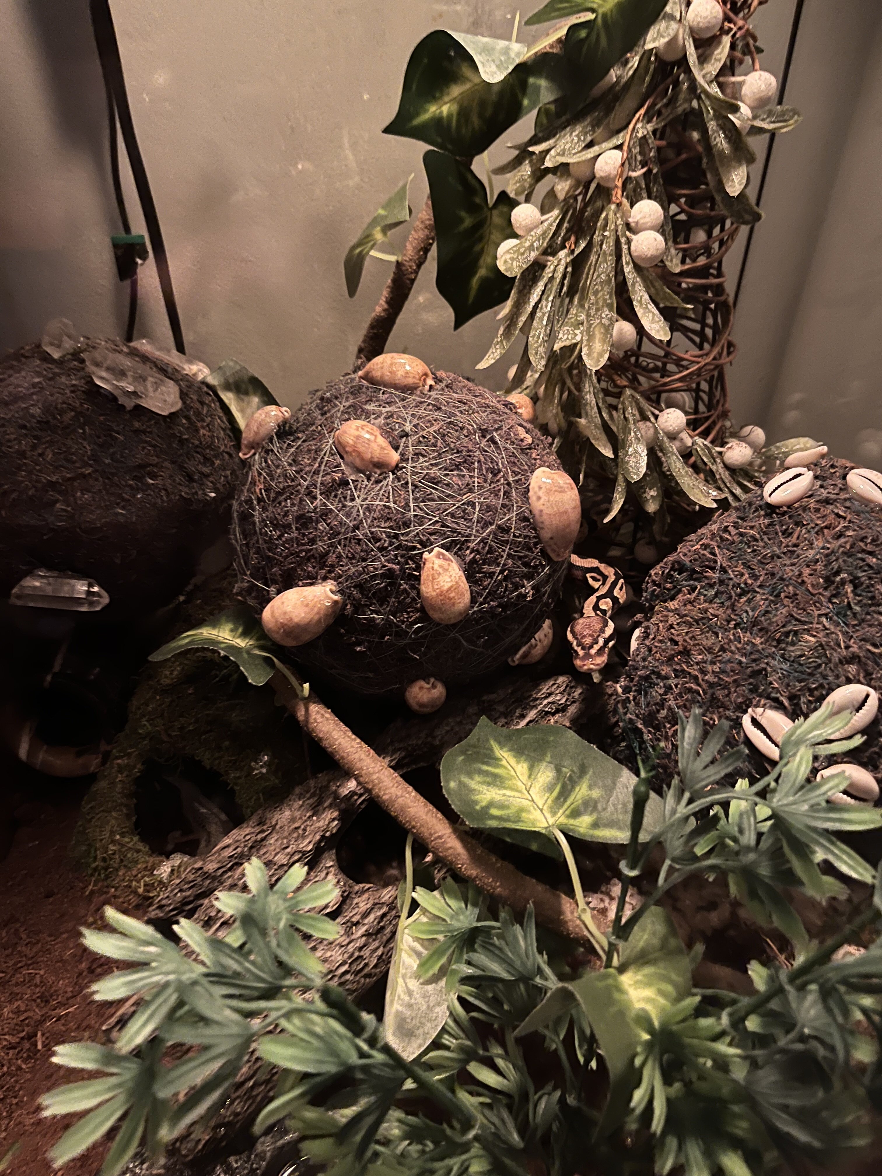 Royal Ball Python image 1