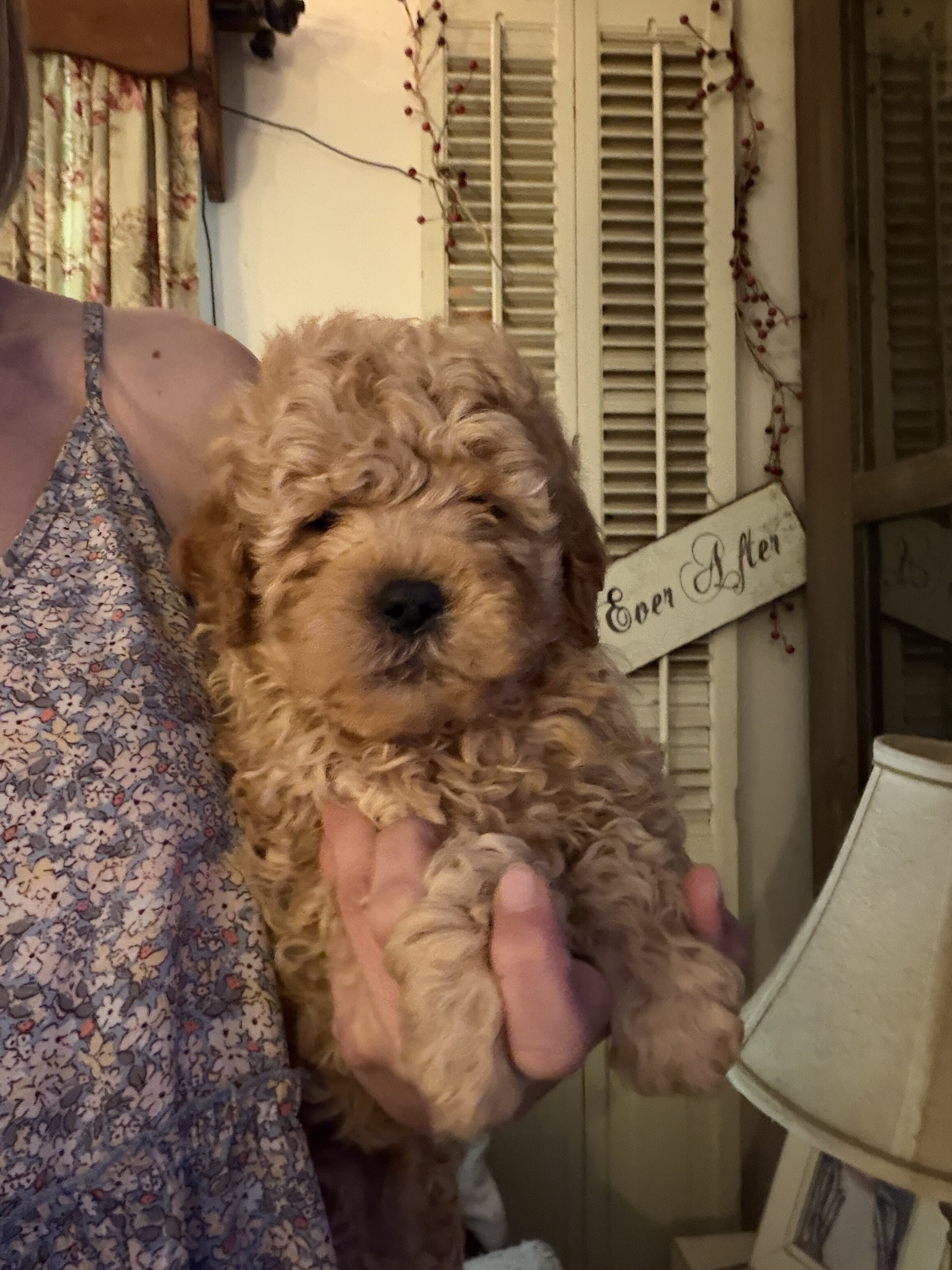Gorgeous Mini Goldendoodle Puppies image 2