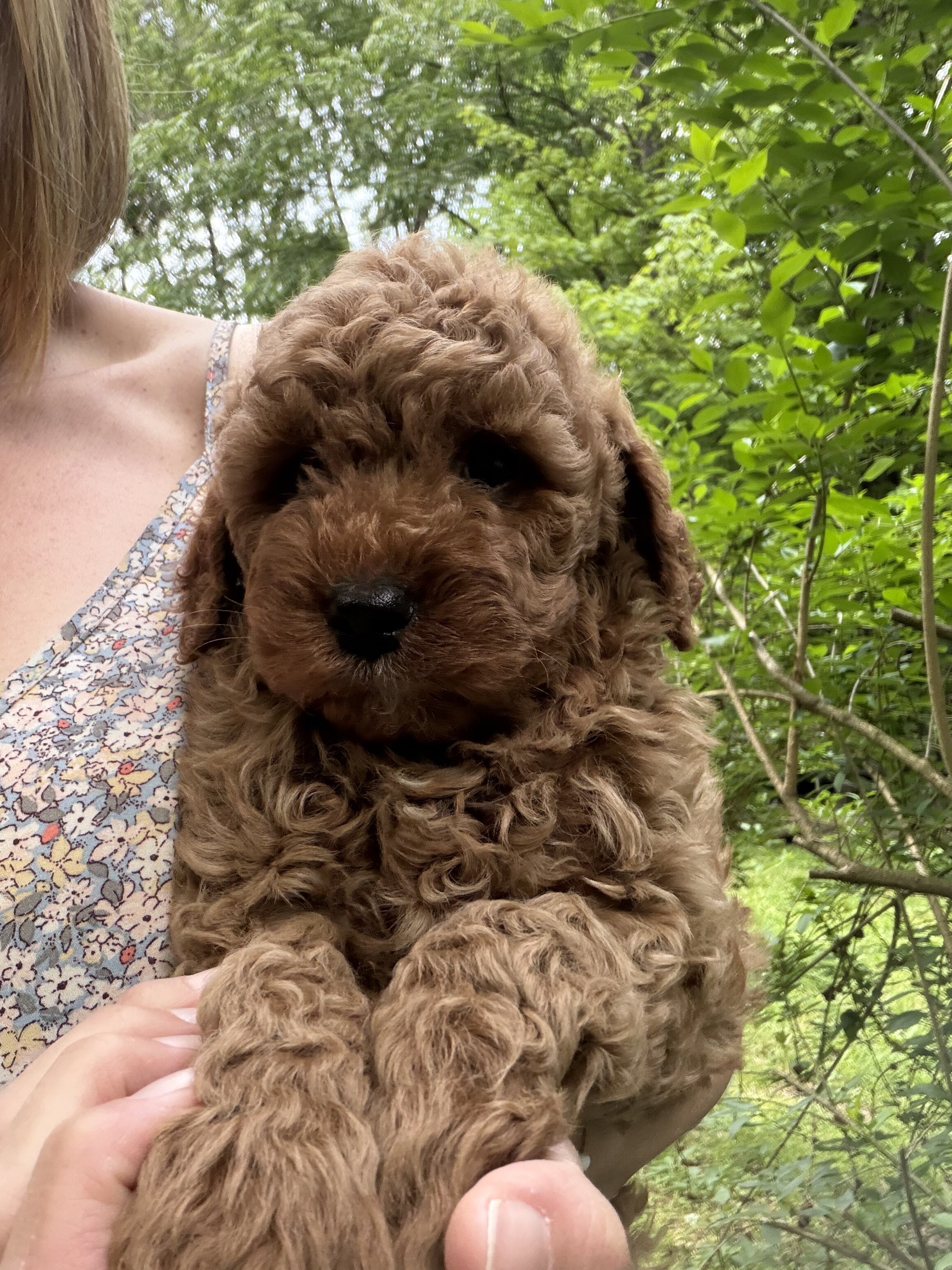 Gorgeous Mini Goldendoodle Puppies image 1