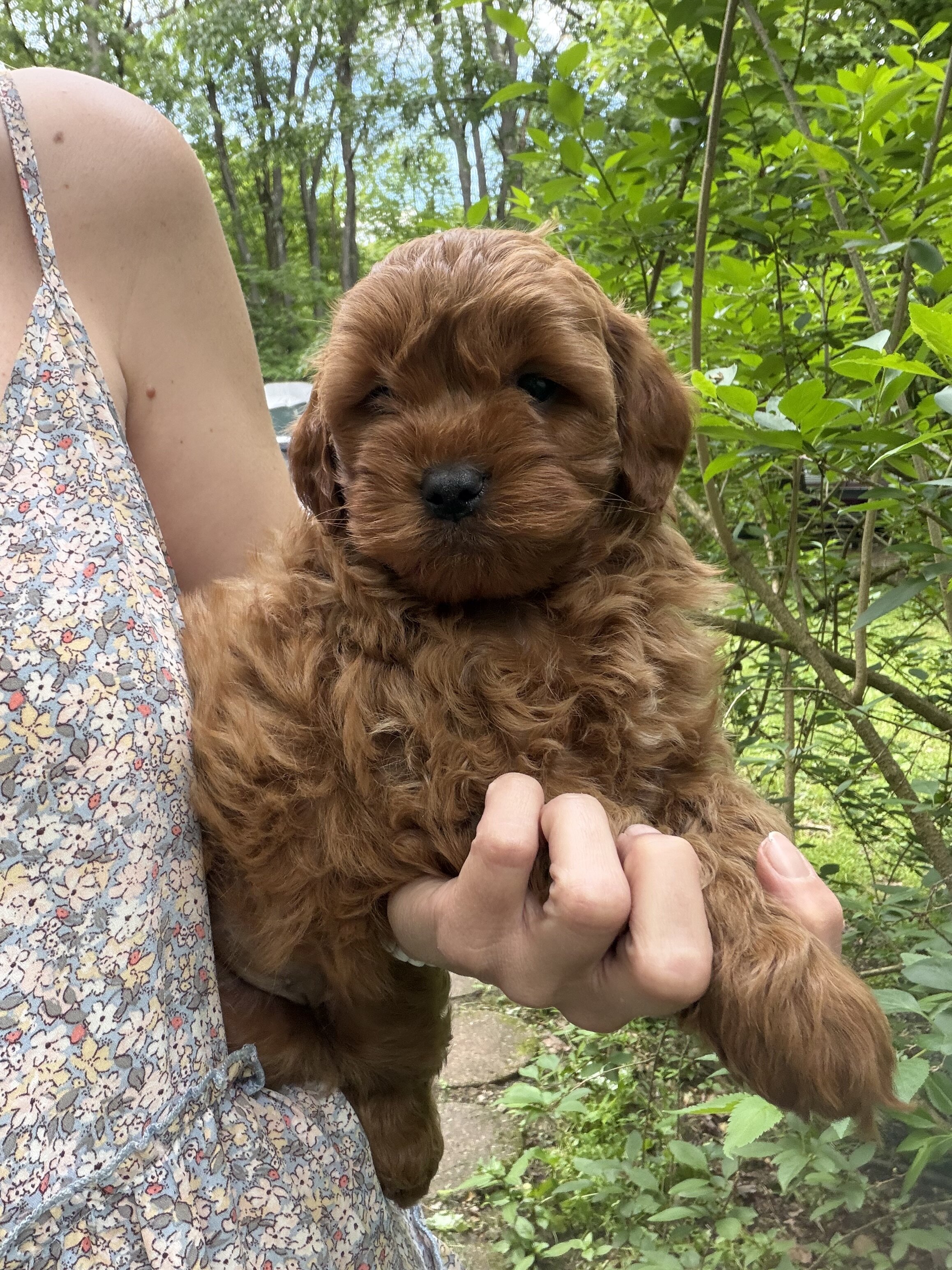 Gorgeous Mini Goldendoodle Puppies image 3