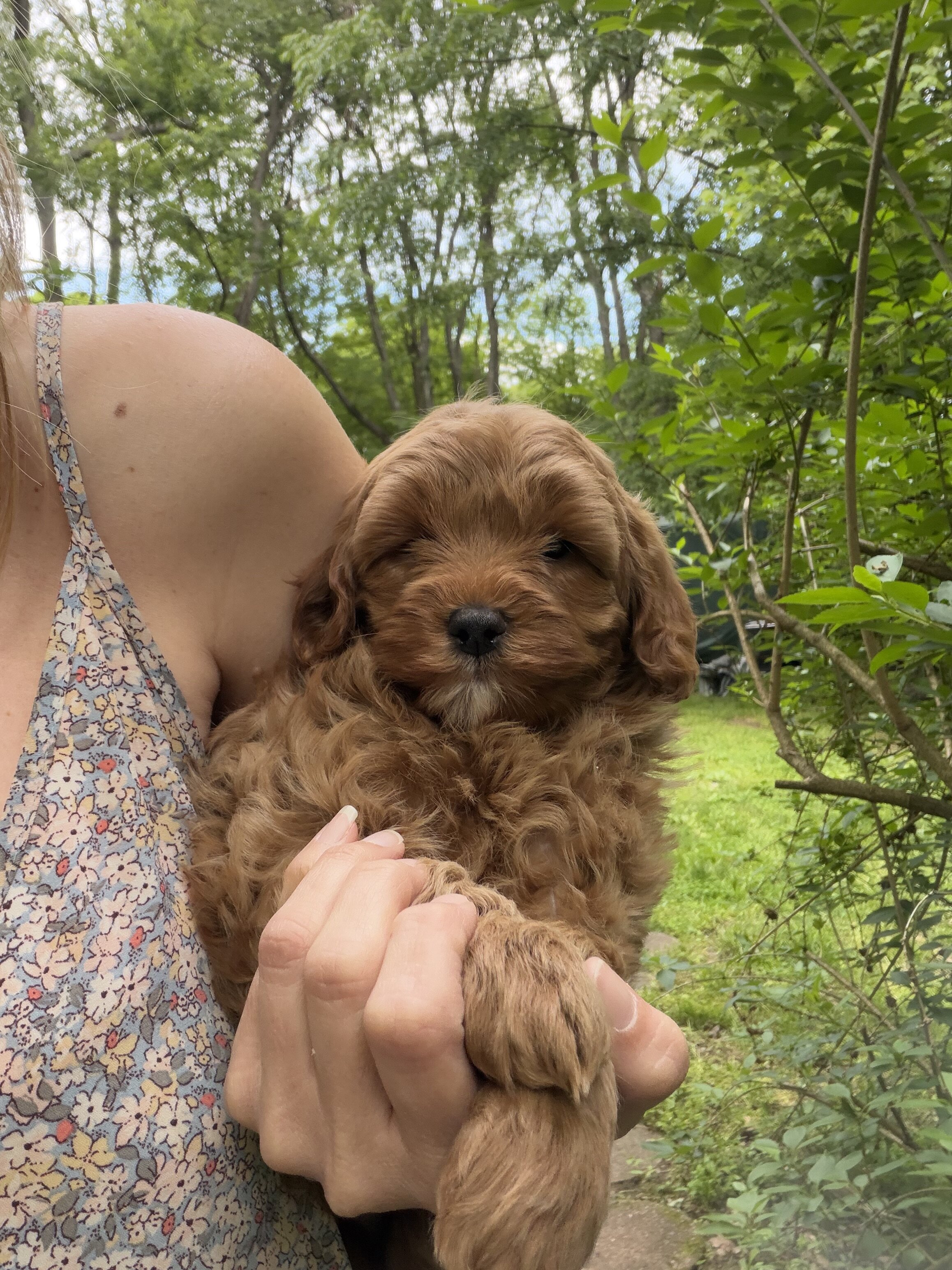 Gorgeous Mini Goldendoodle Puppies image 4
