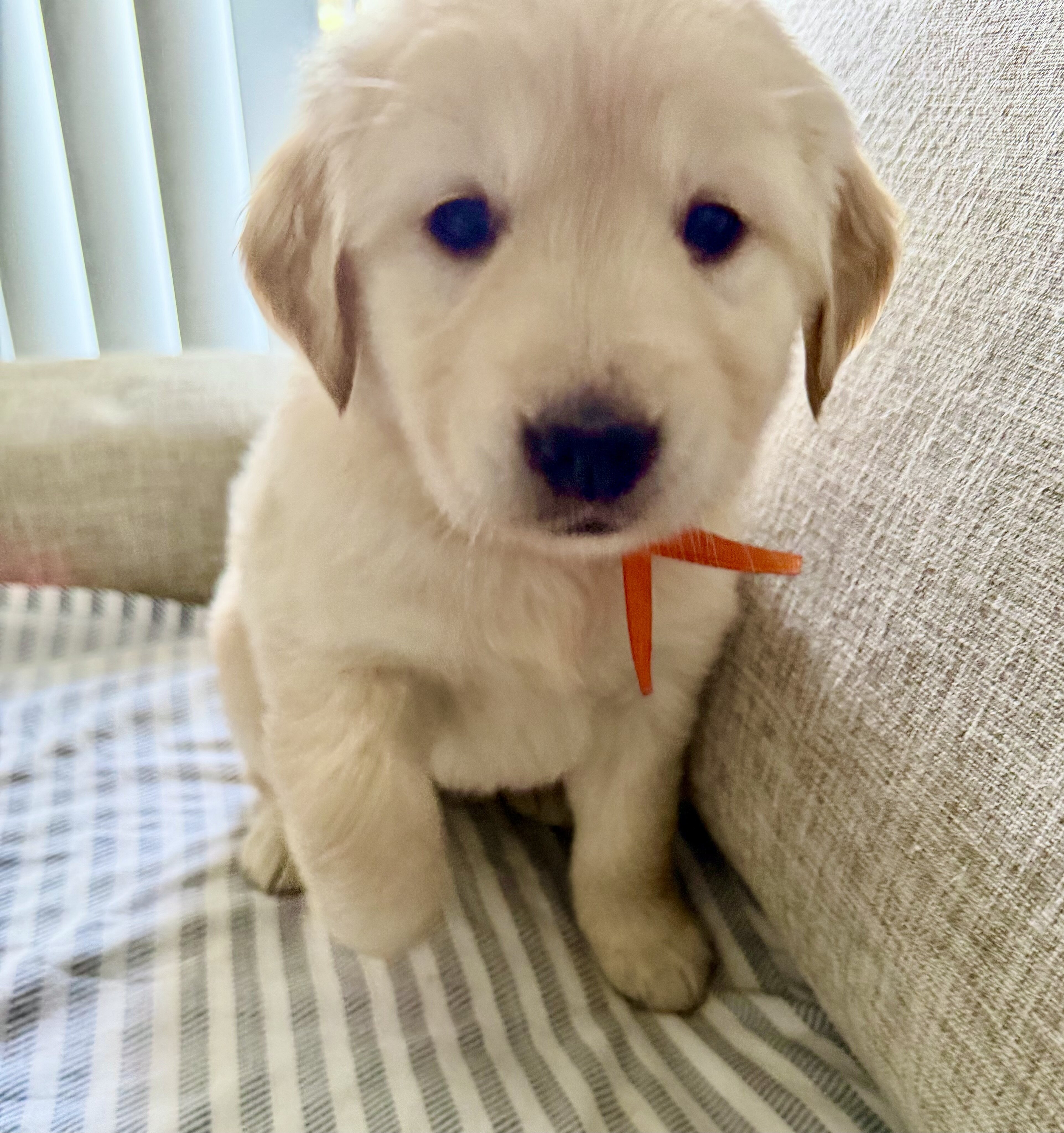 Puppy image 1