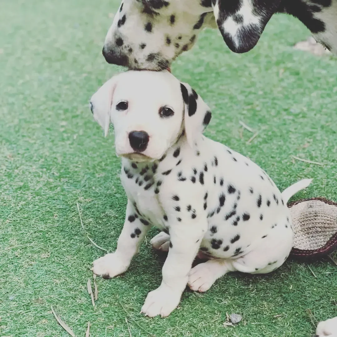 Dalmatian puppies image 2