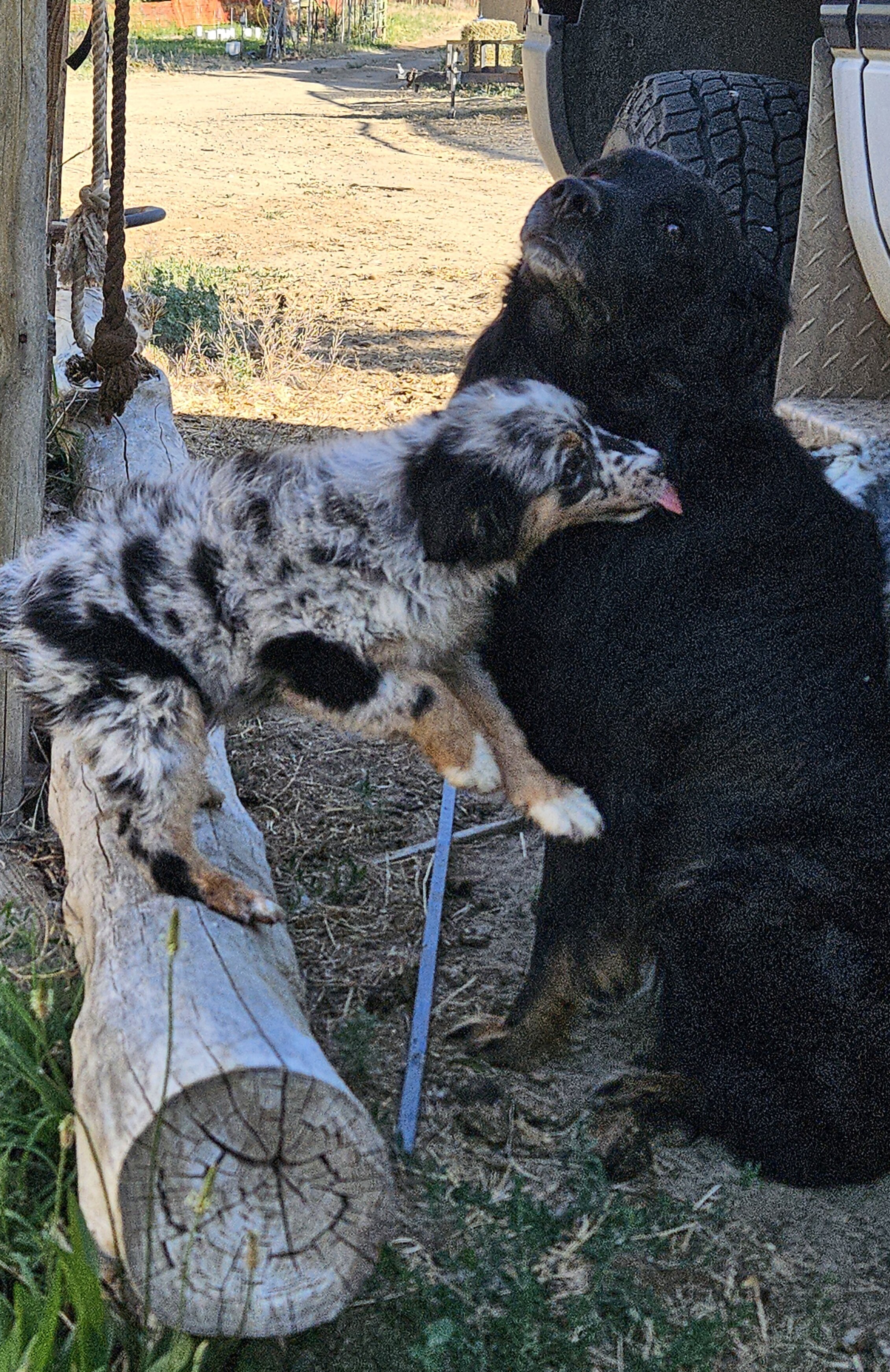 Australian Shepherd image 1