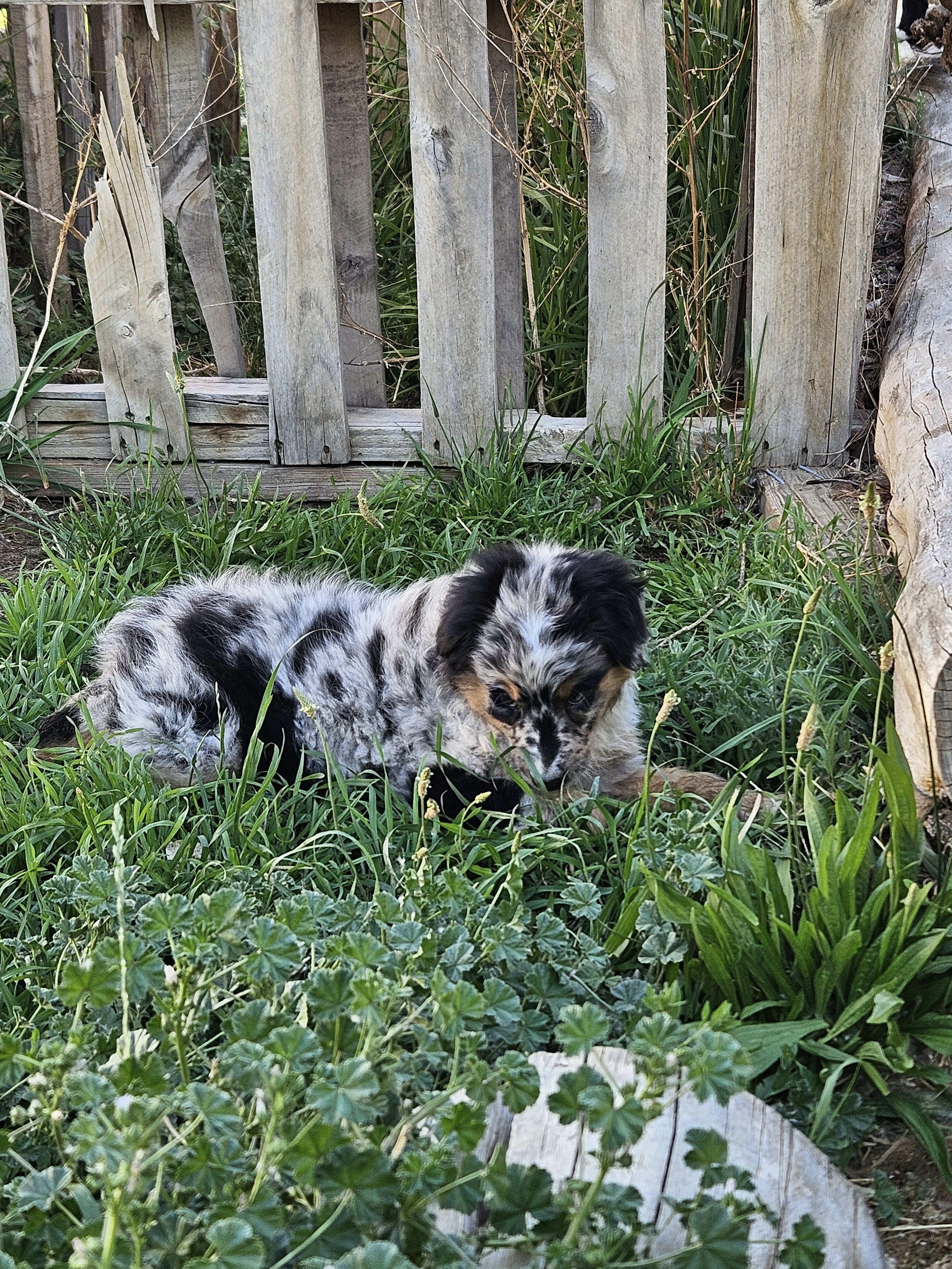 Australian Shepherd image 2