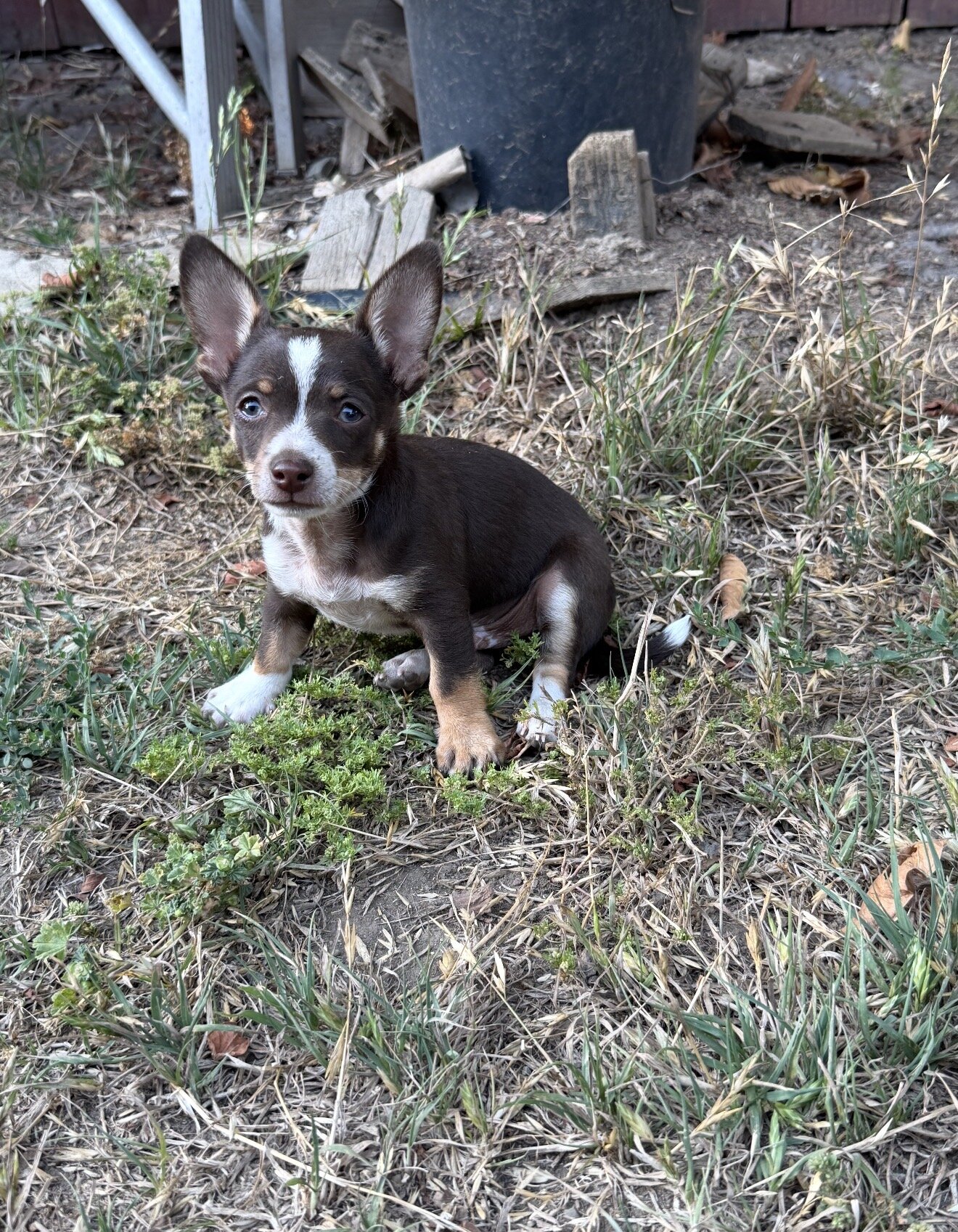 chihuahua image 1