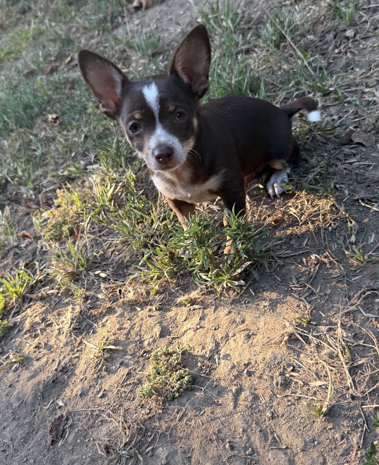 chihuahua image 2