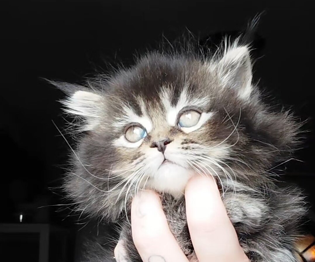 Maine Coon Dollface Persian Hyrbids image 1