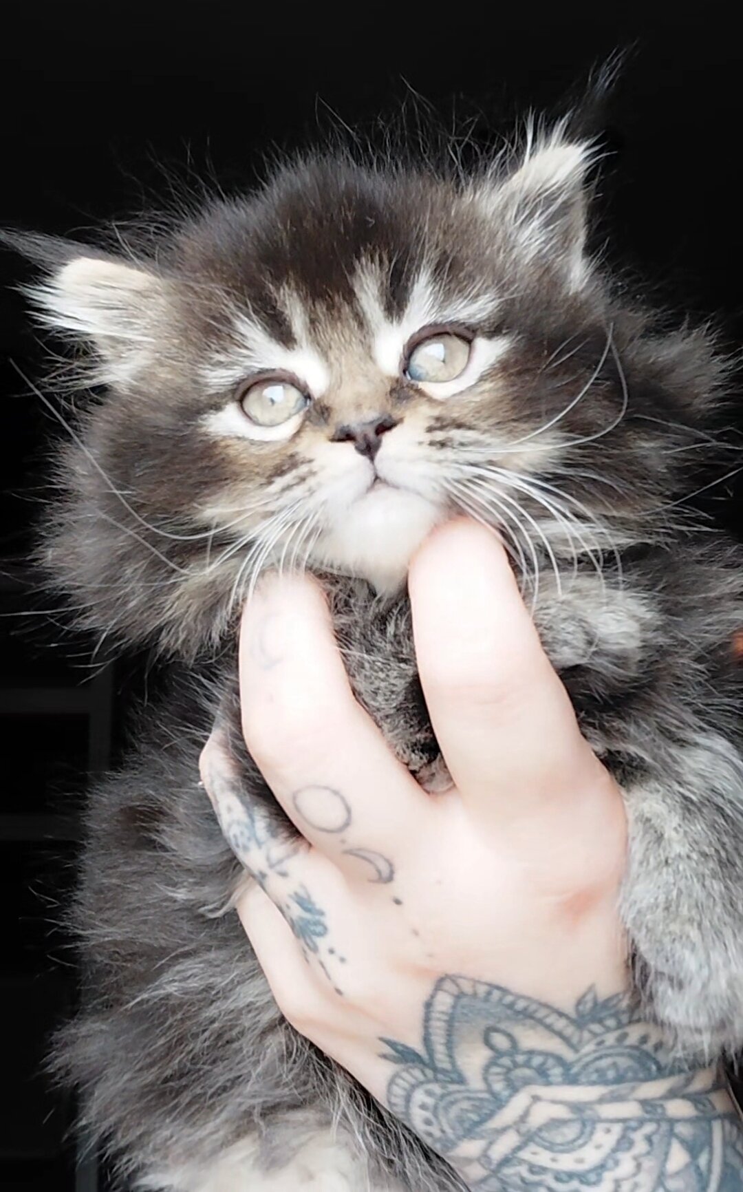 Maine Coon Dollface Persian Hyrbids image 2