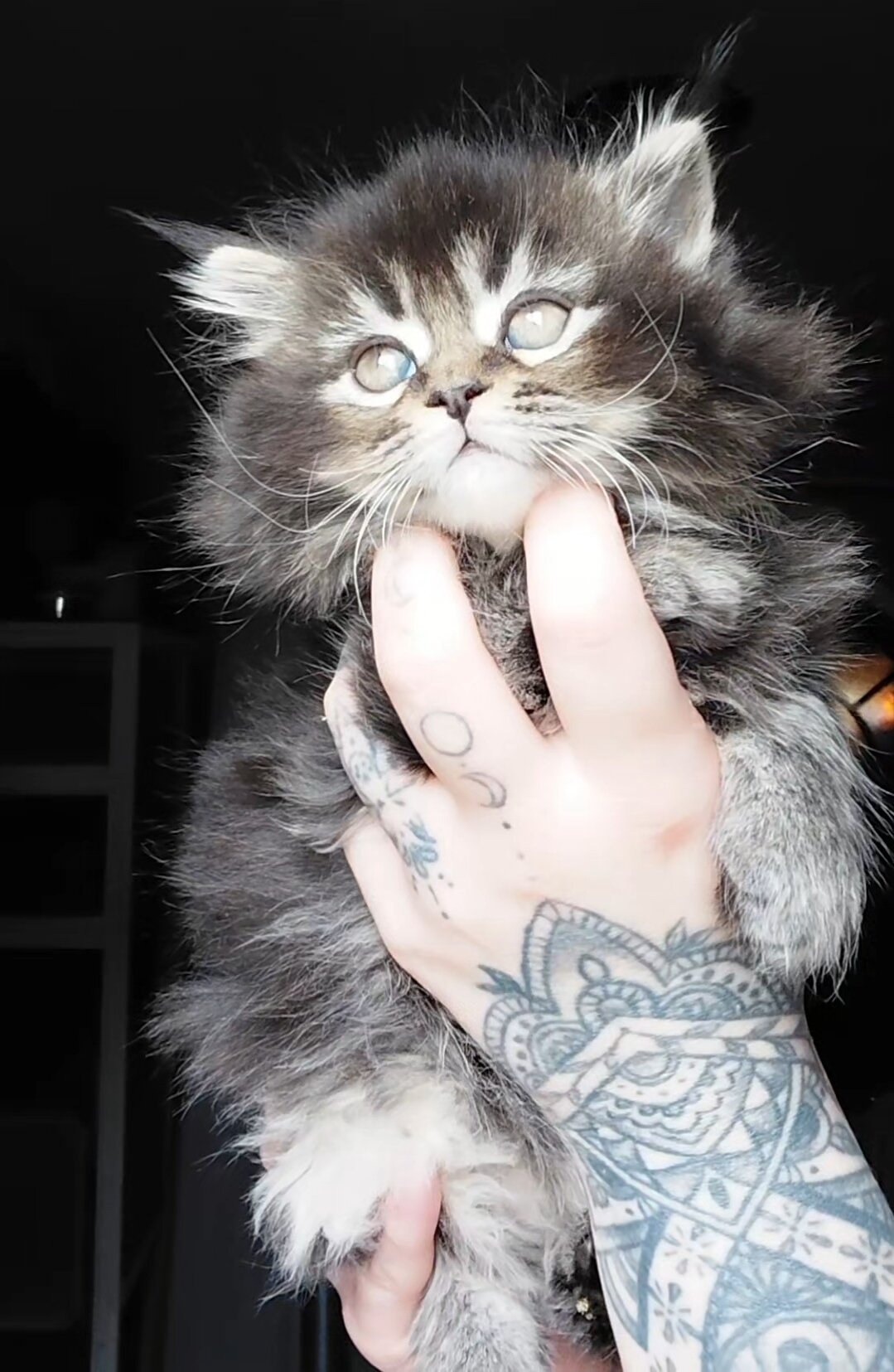Maine Coon Dollface Persian Hyrbids image 3