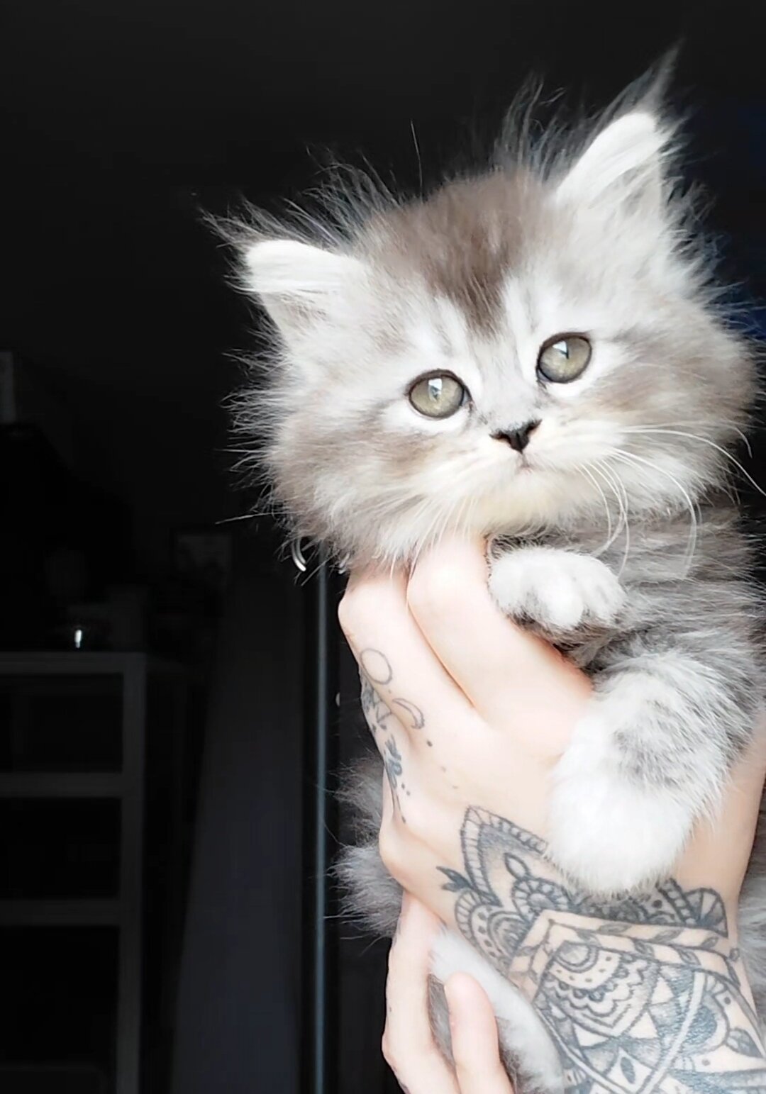 Maine Coon Dollface Persian Hyrbids image 6