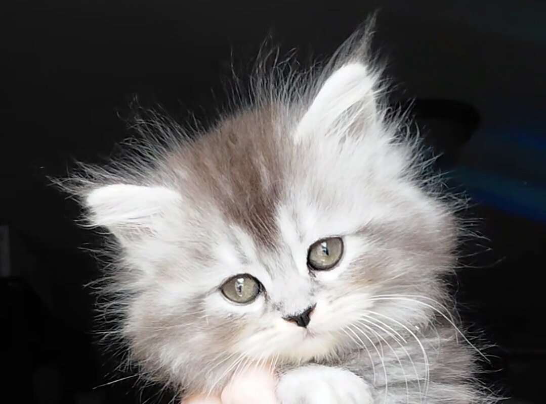 Maine Coon Dollface Persian Hyrbids image 5