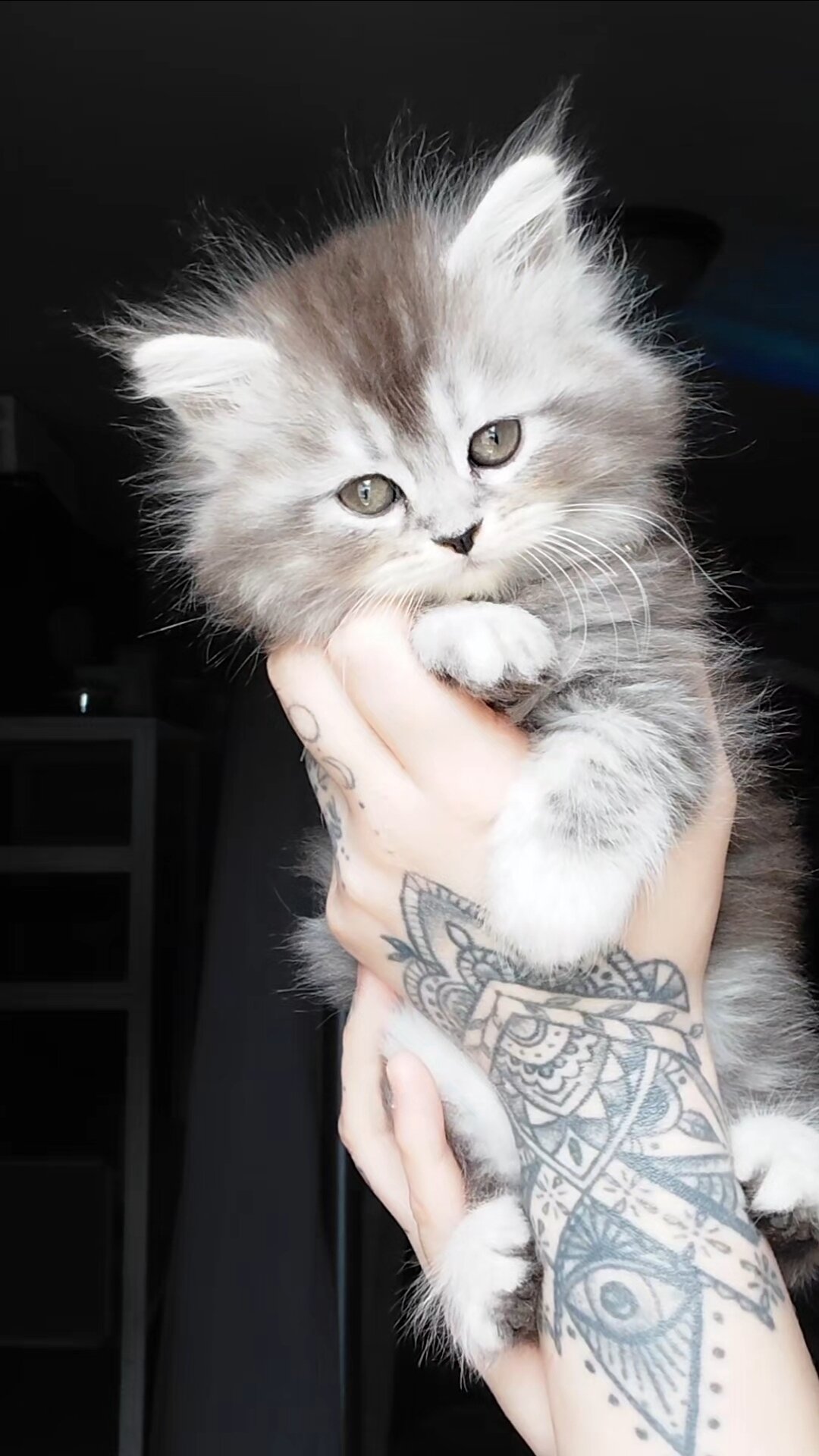 Maine Coon Dollface Persian Hyrbids image 7