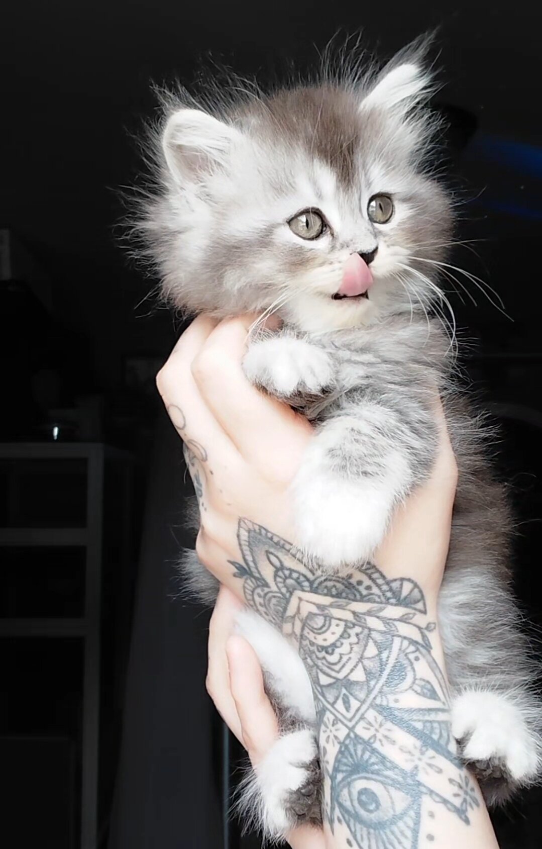 Maine Coon Dollface Persian Hyrbids image 8