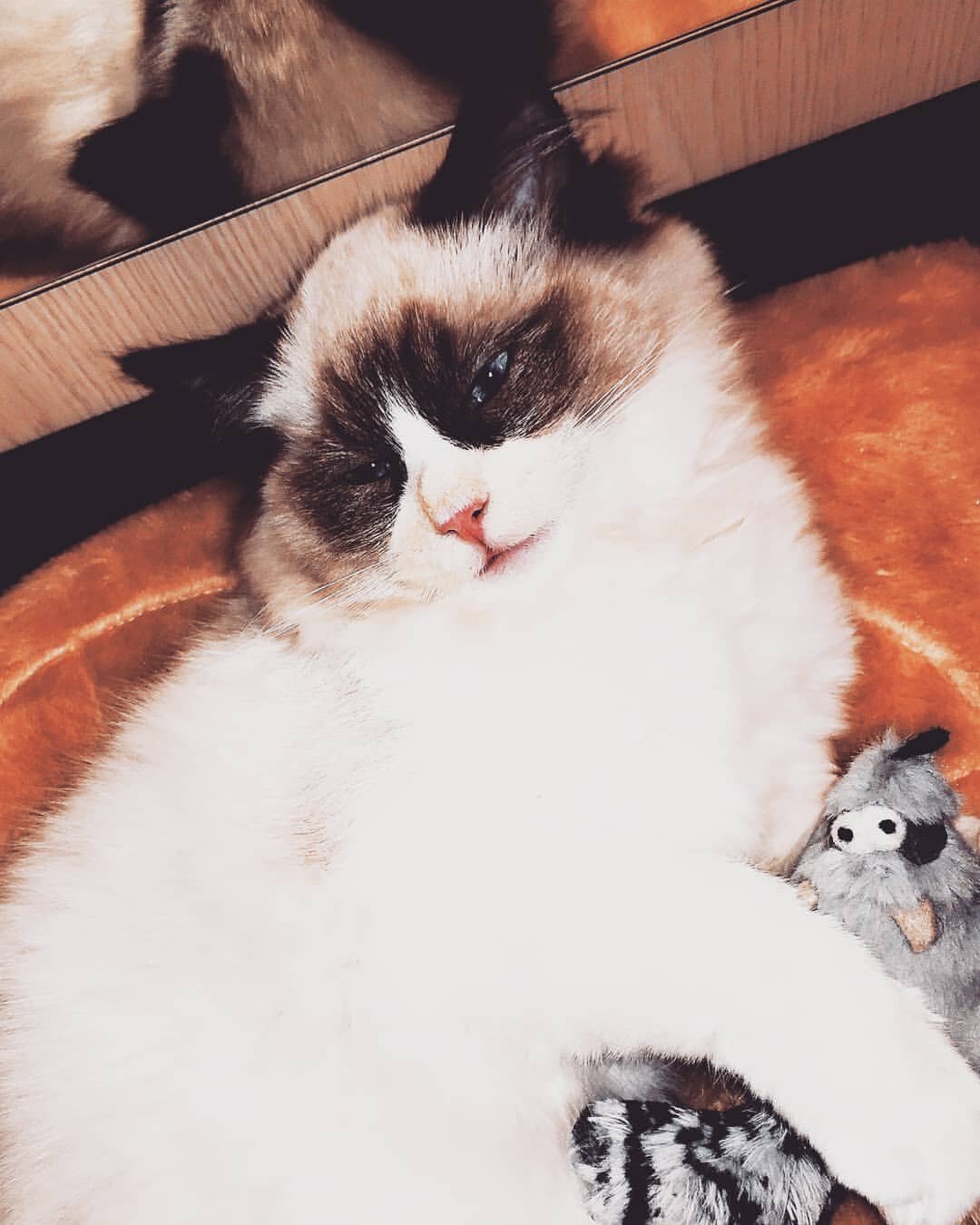 Ragdoll male image 1
