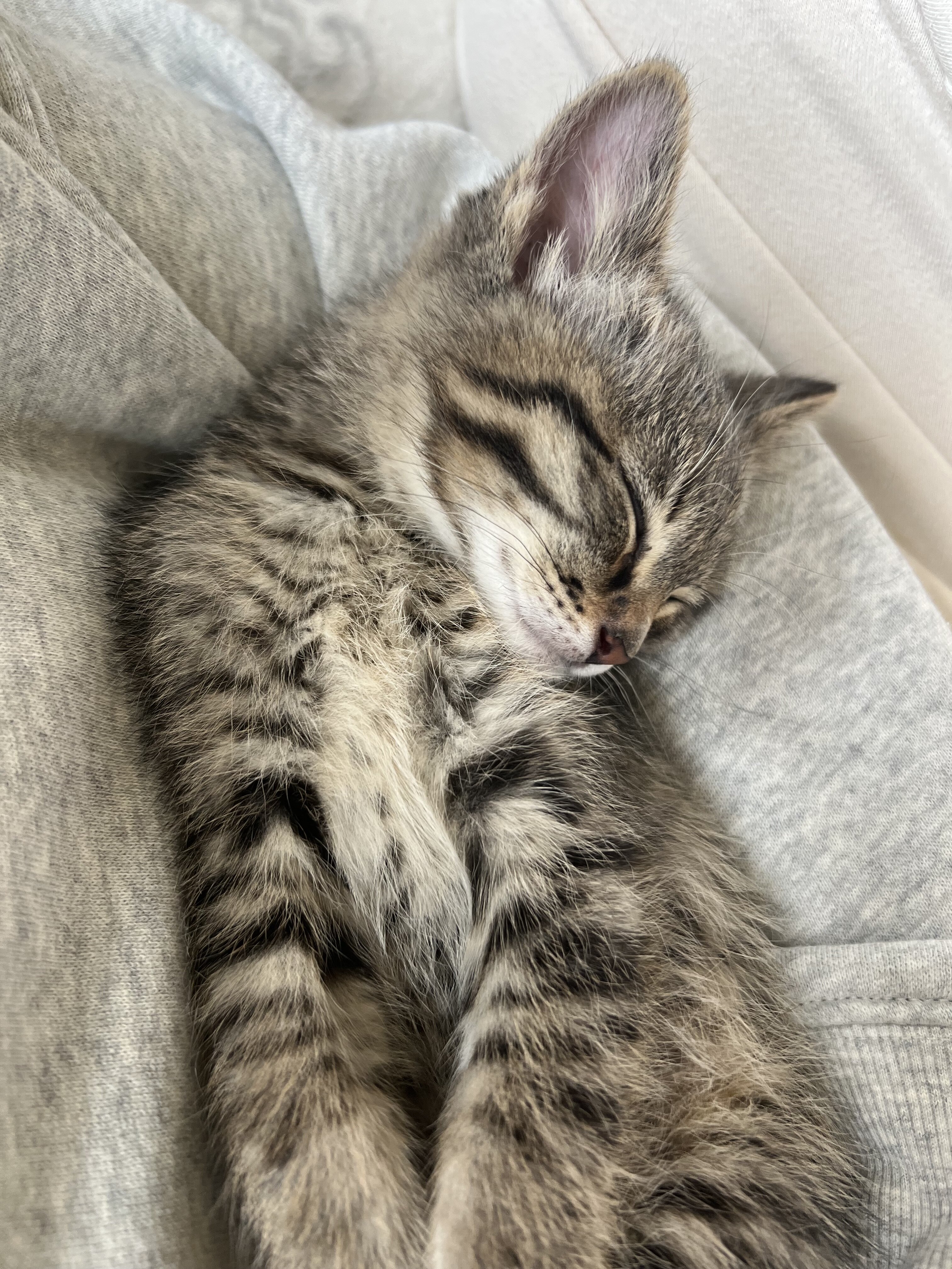 Boy Kitten image 2