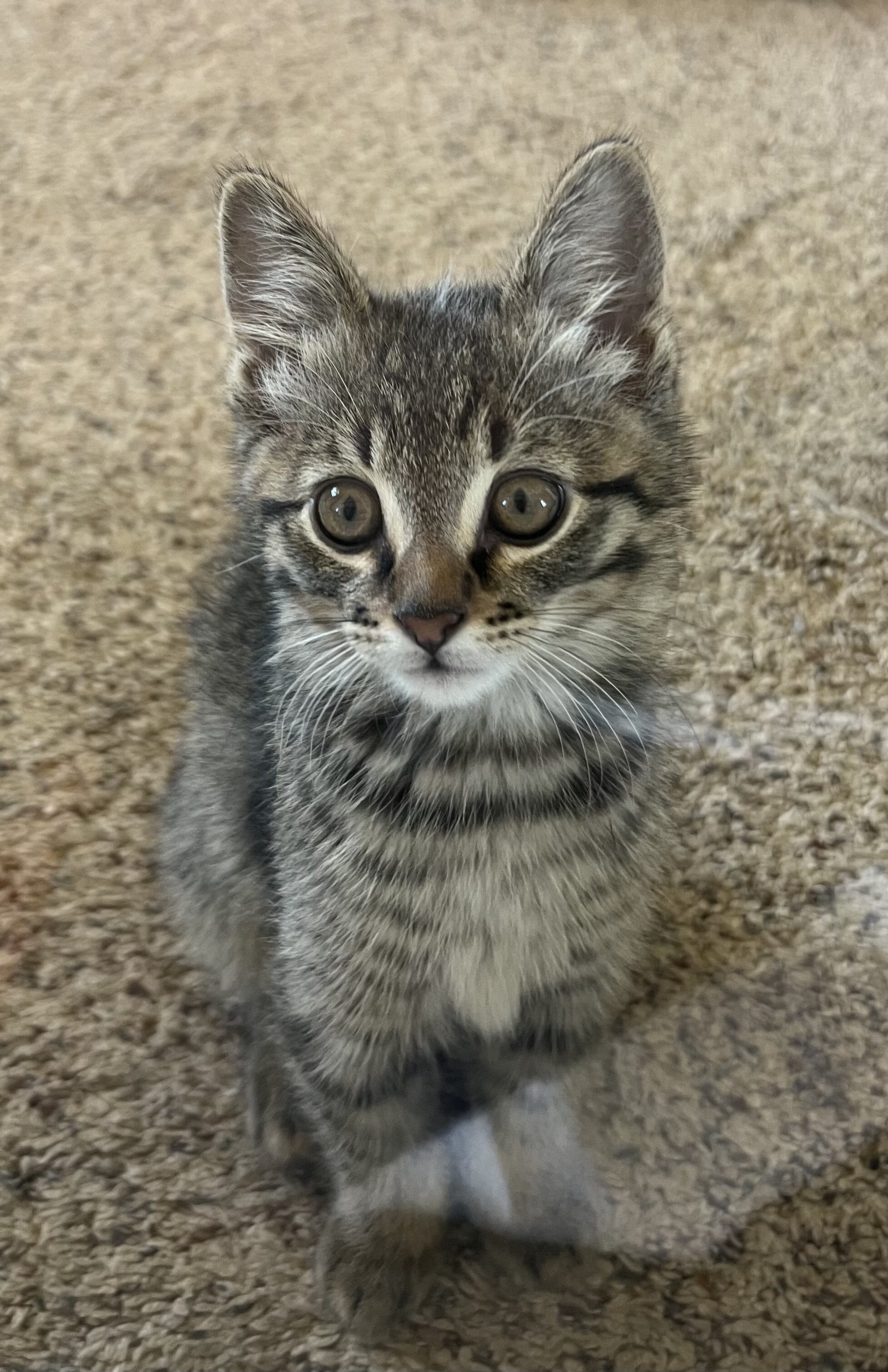 Boy Kitten image 1