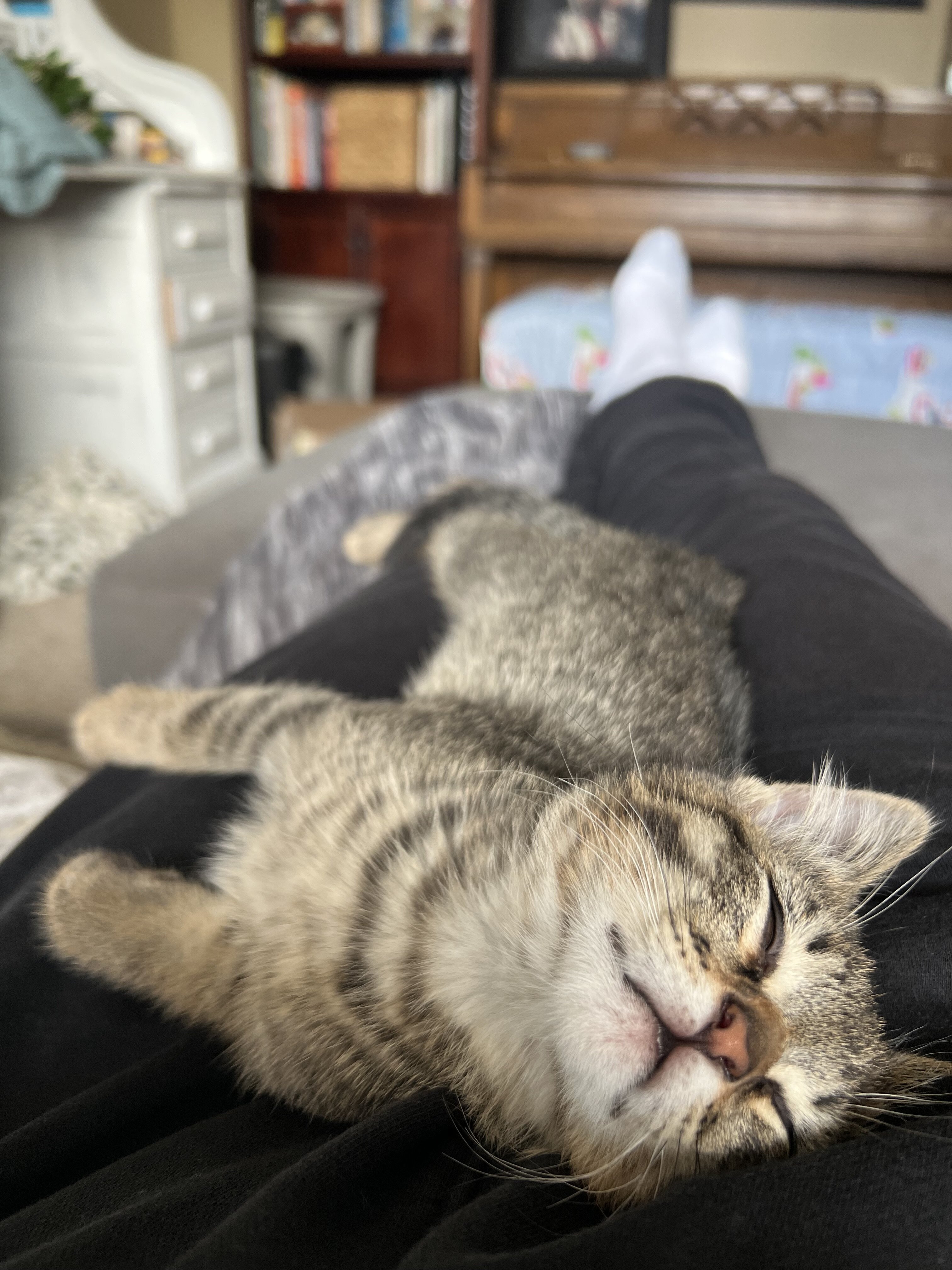 Boy Kitten image 4