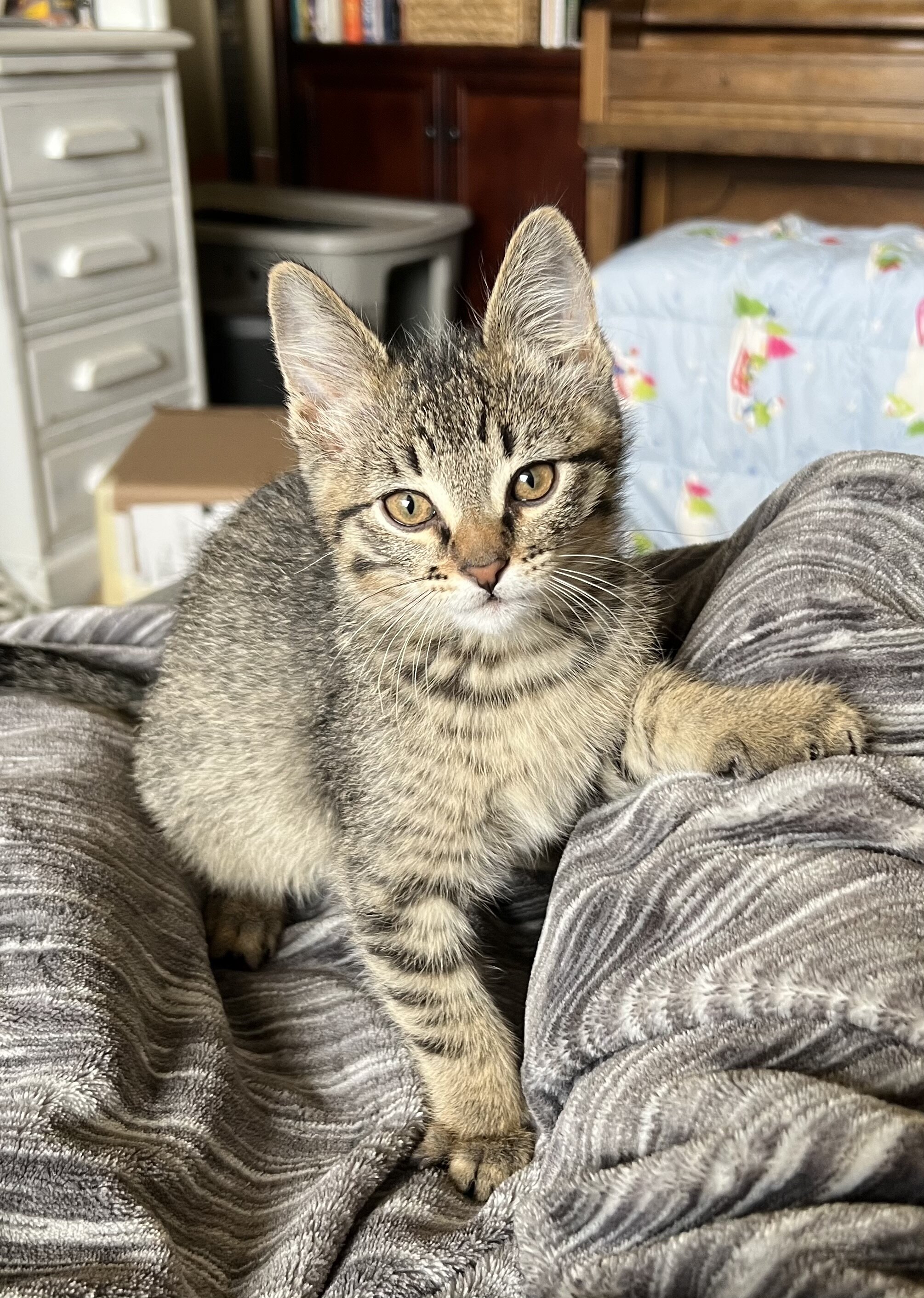 Boy Kitten image 3