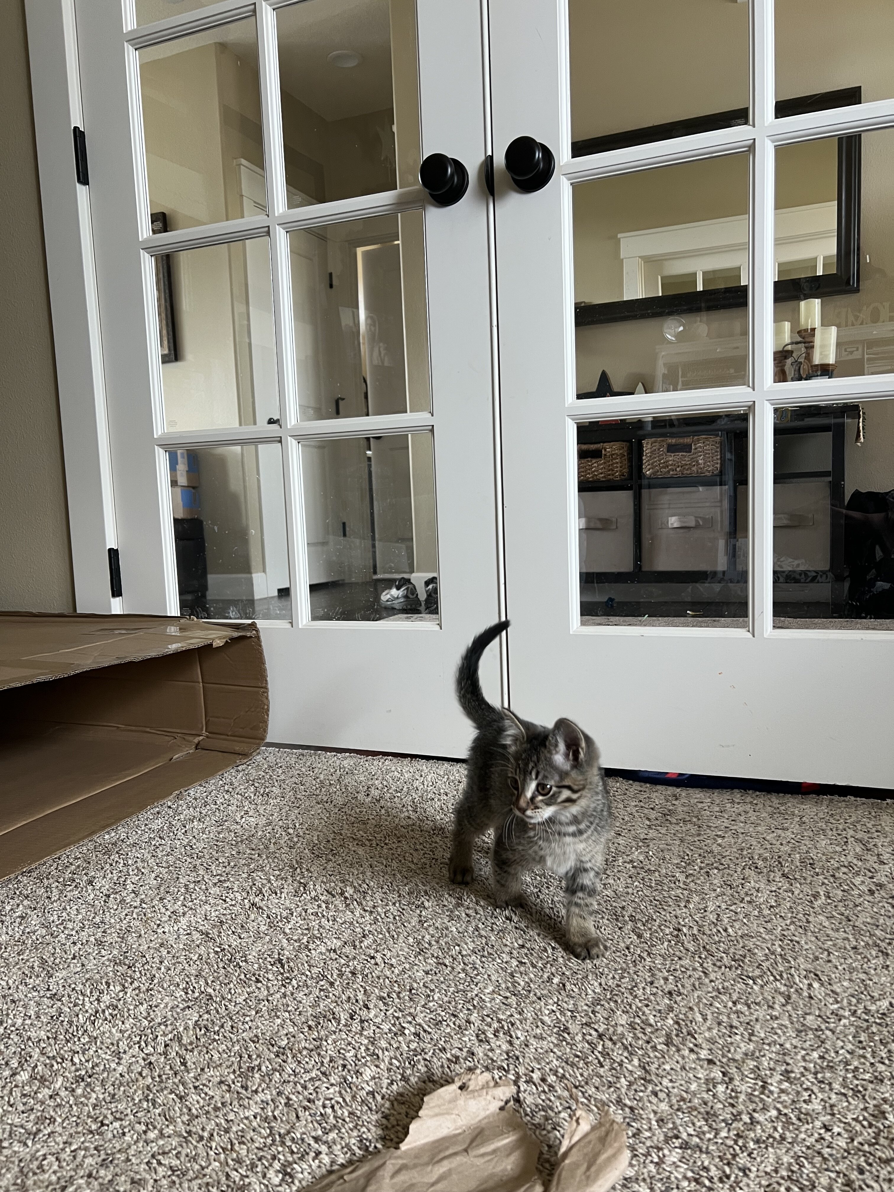 Boy Kitten image 5